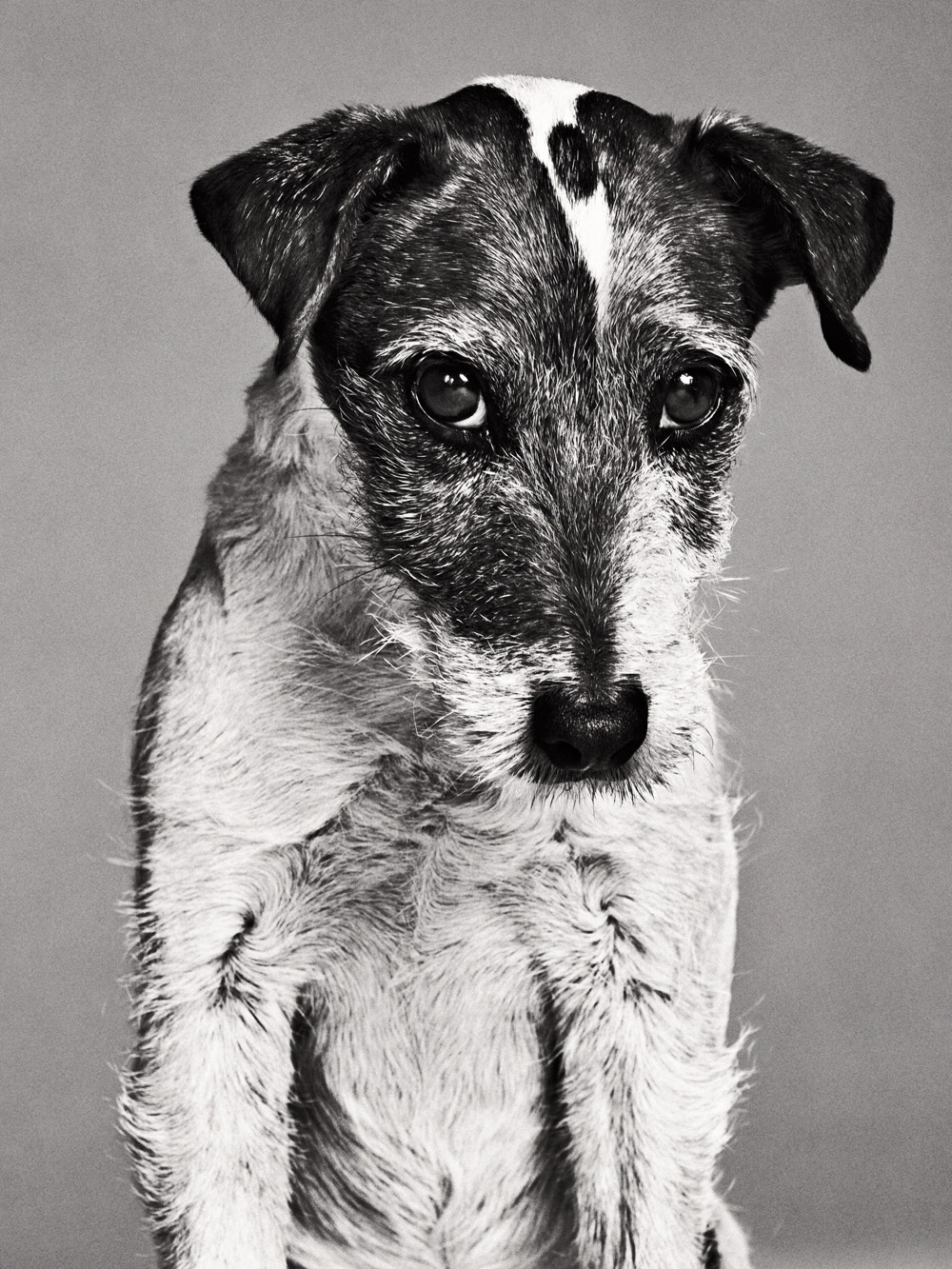 Uggie<br><br>2011 Performance: <em>The Artist</em>