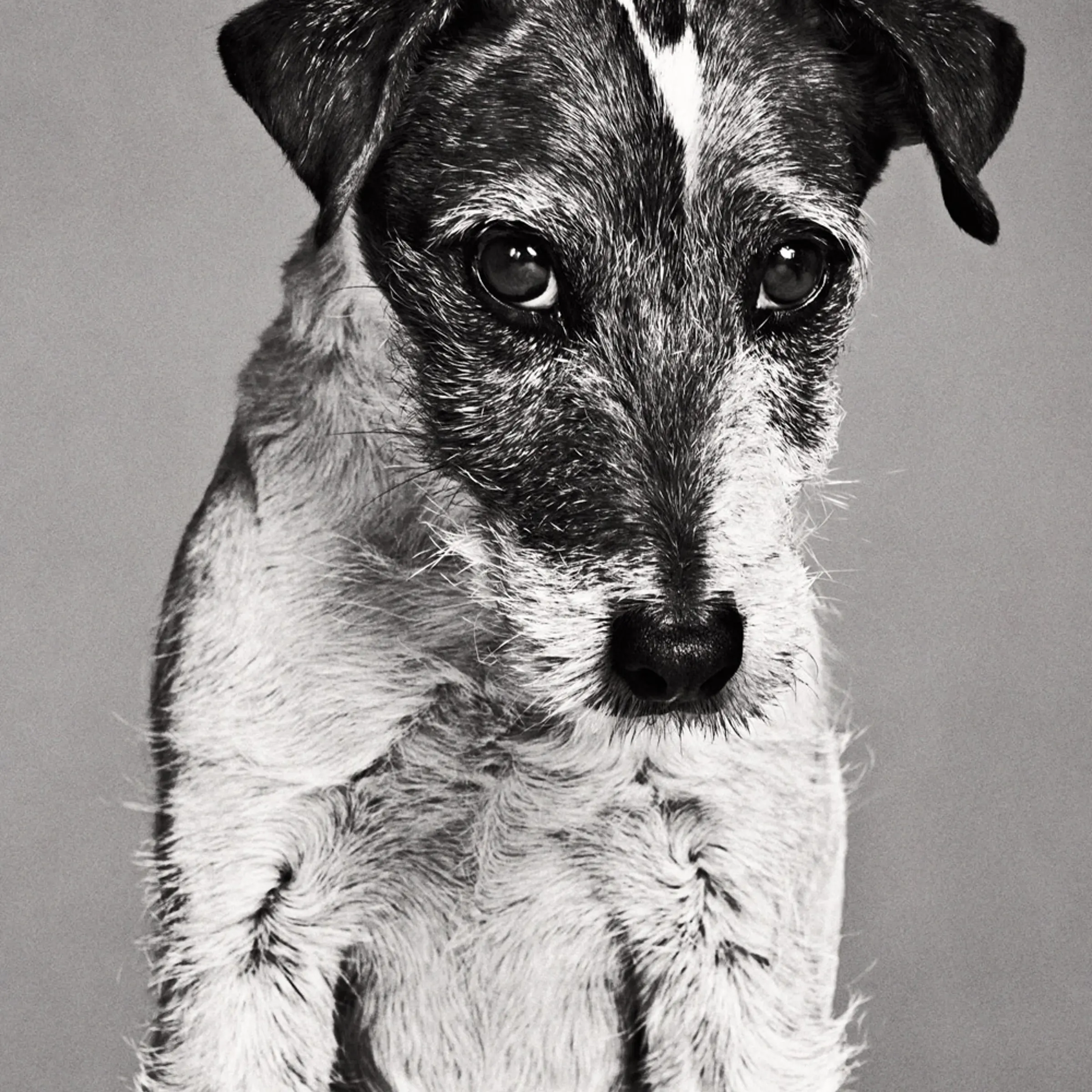 Uggie<br><br>2011 Performance: <em>The Artist</em>