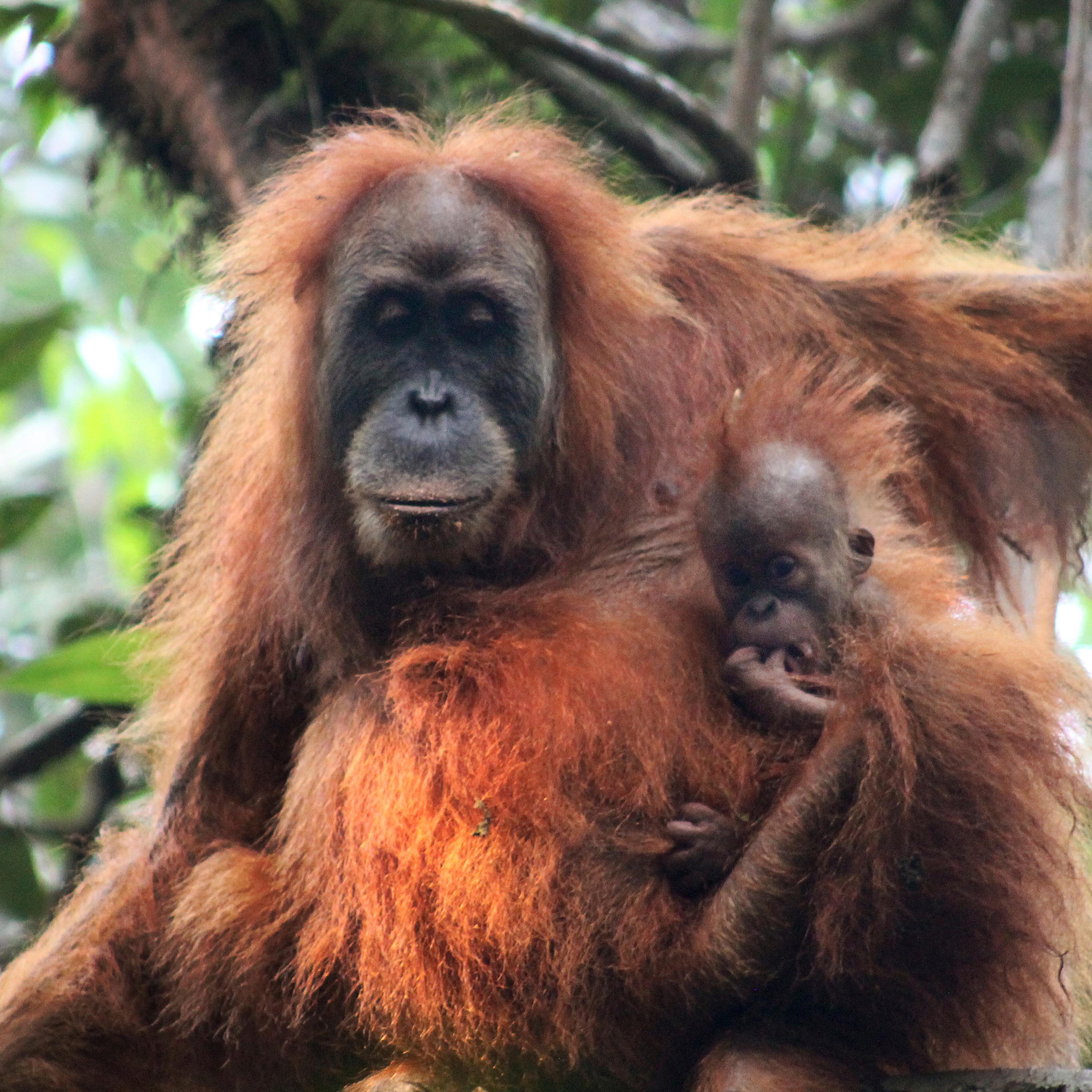 Indonesia Orangutans New Species