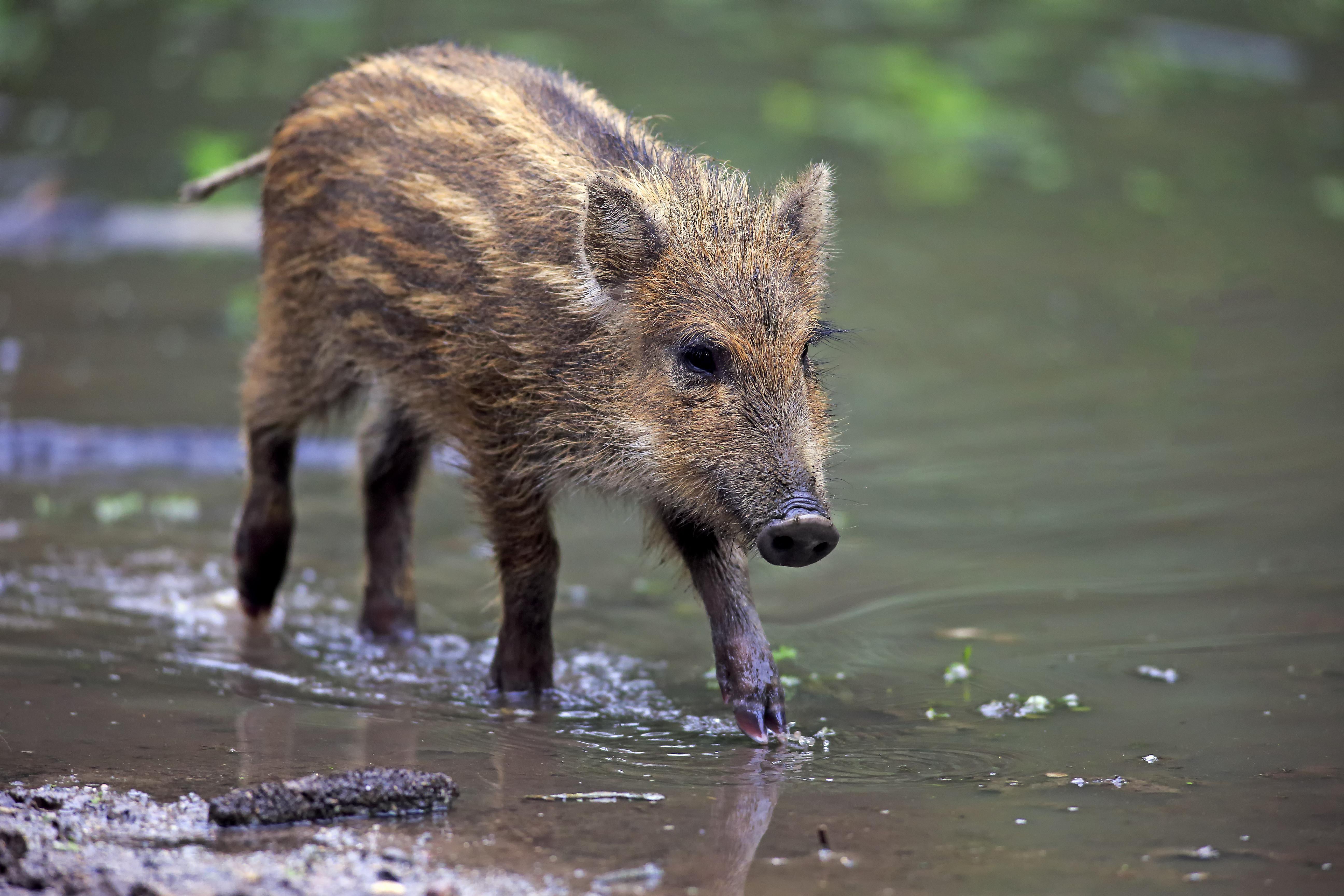 Wild Boar (Sus scrofa), piglet in the water, Baden-Wuerttemberg, Germany