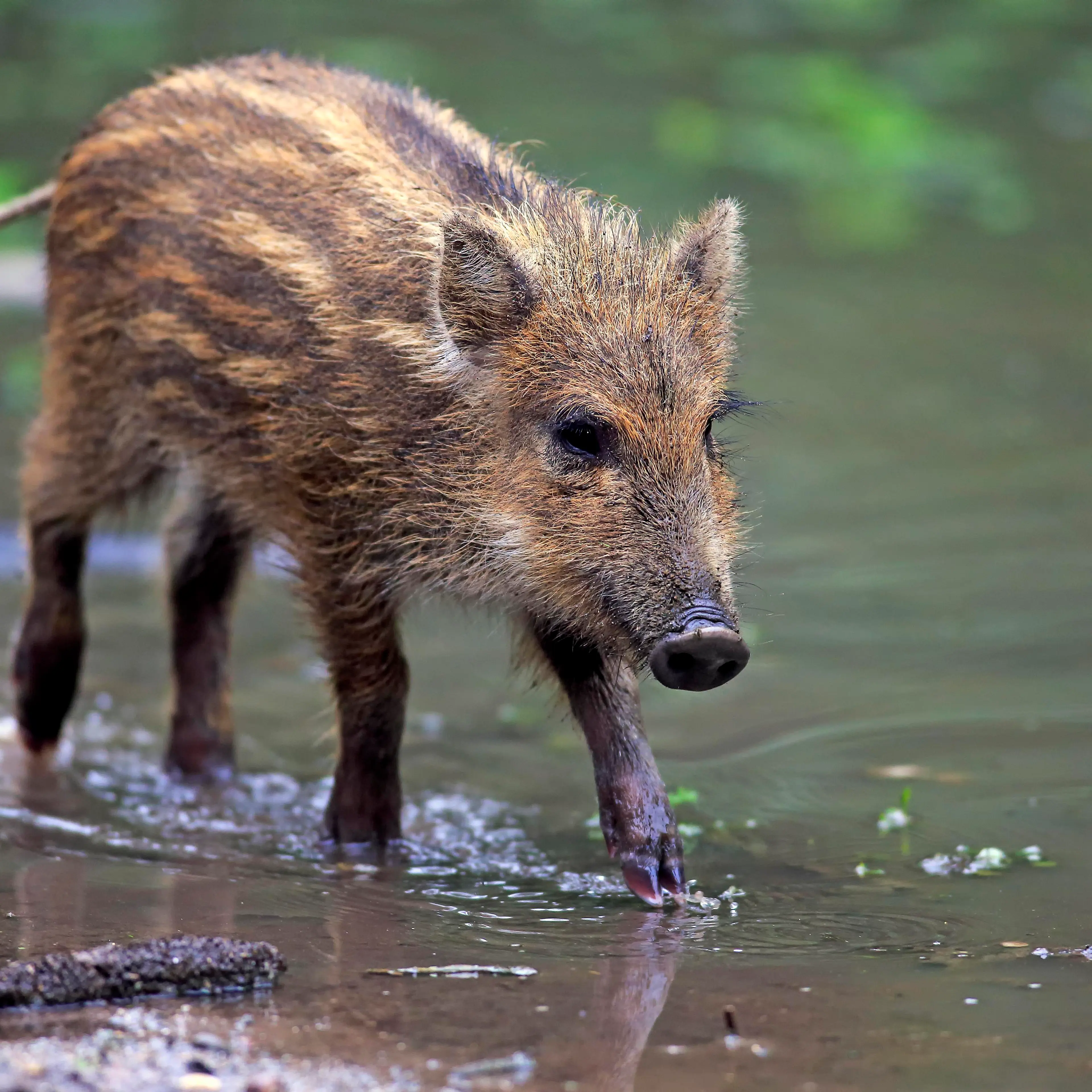 Wild Boar (Sus scrofa), piglet in the water, Baden-Wuerttemberg, Germany