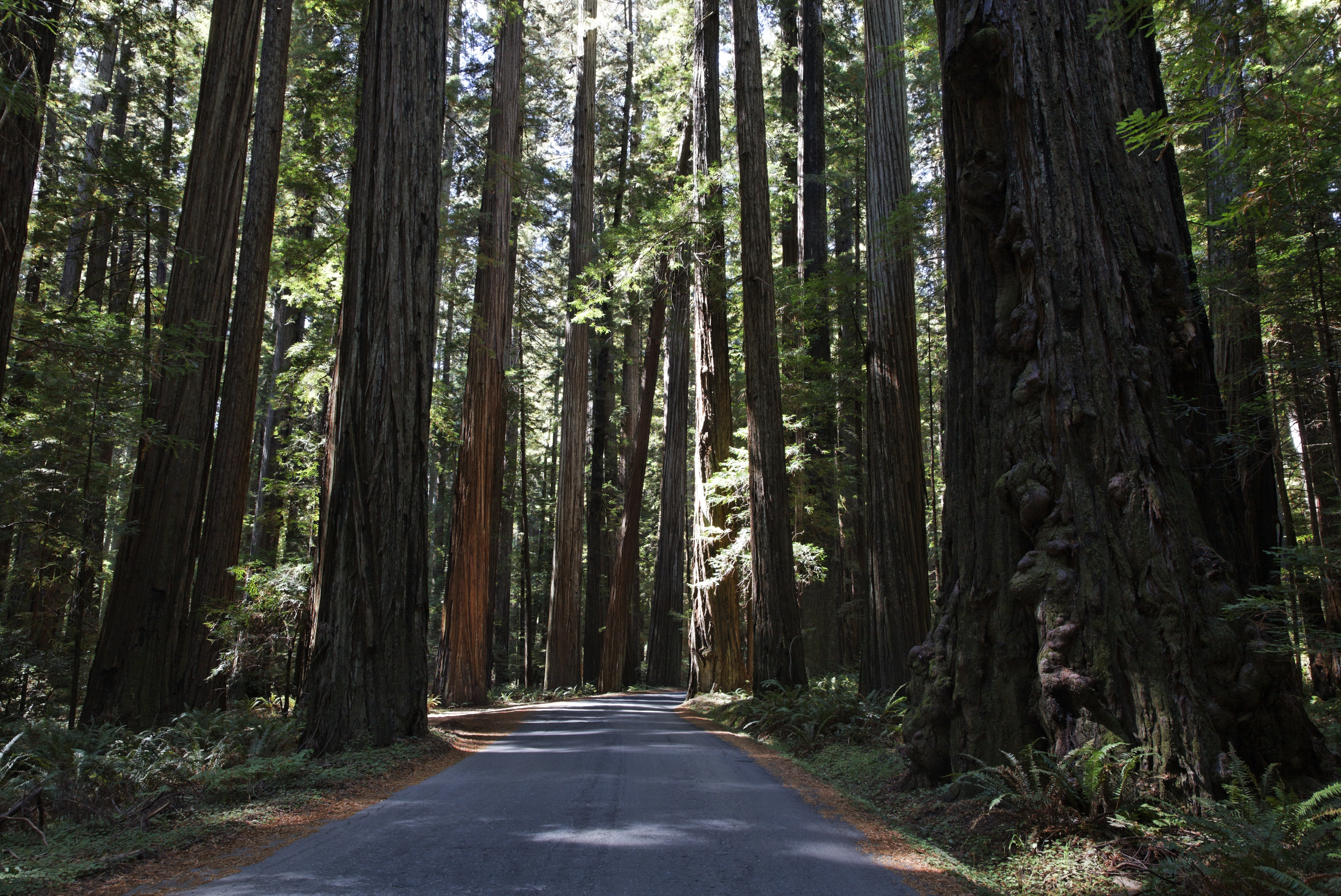 Redwood forest