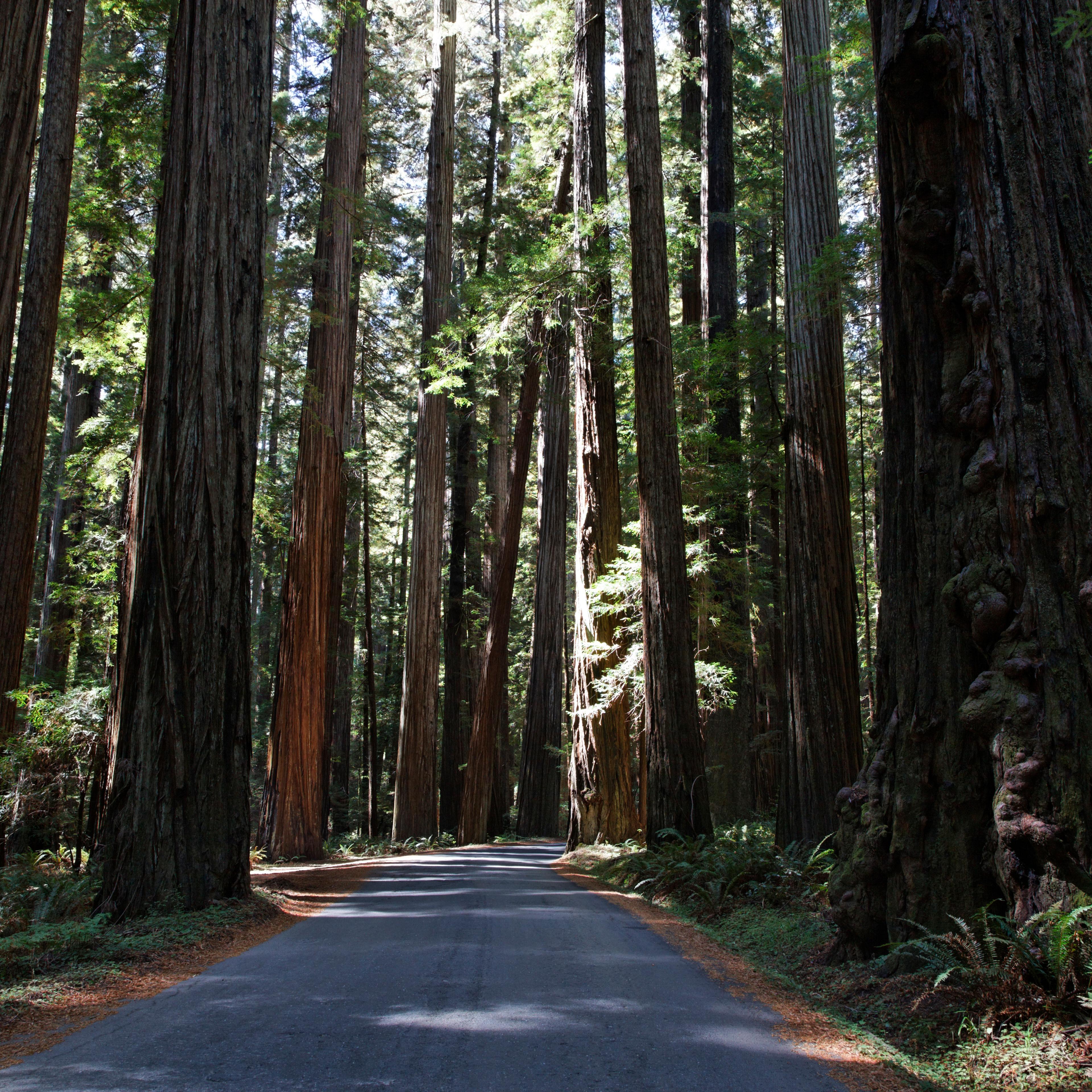 Redwood forest