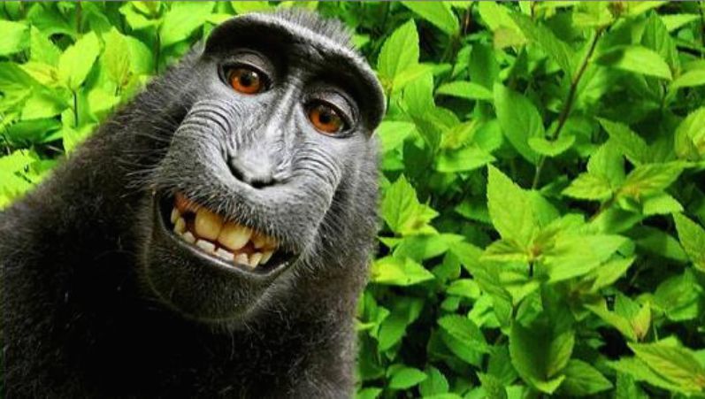 monkey selfie