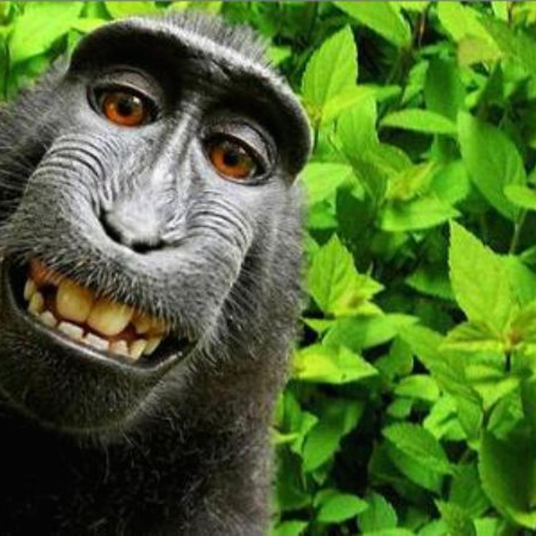 monkey selfie