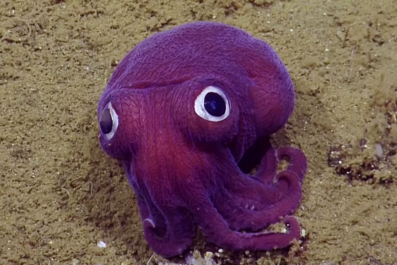 stubby squid