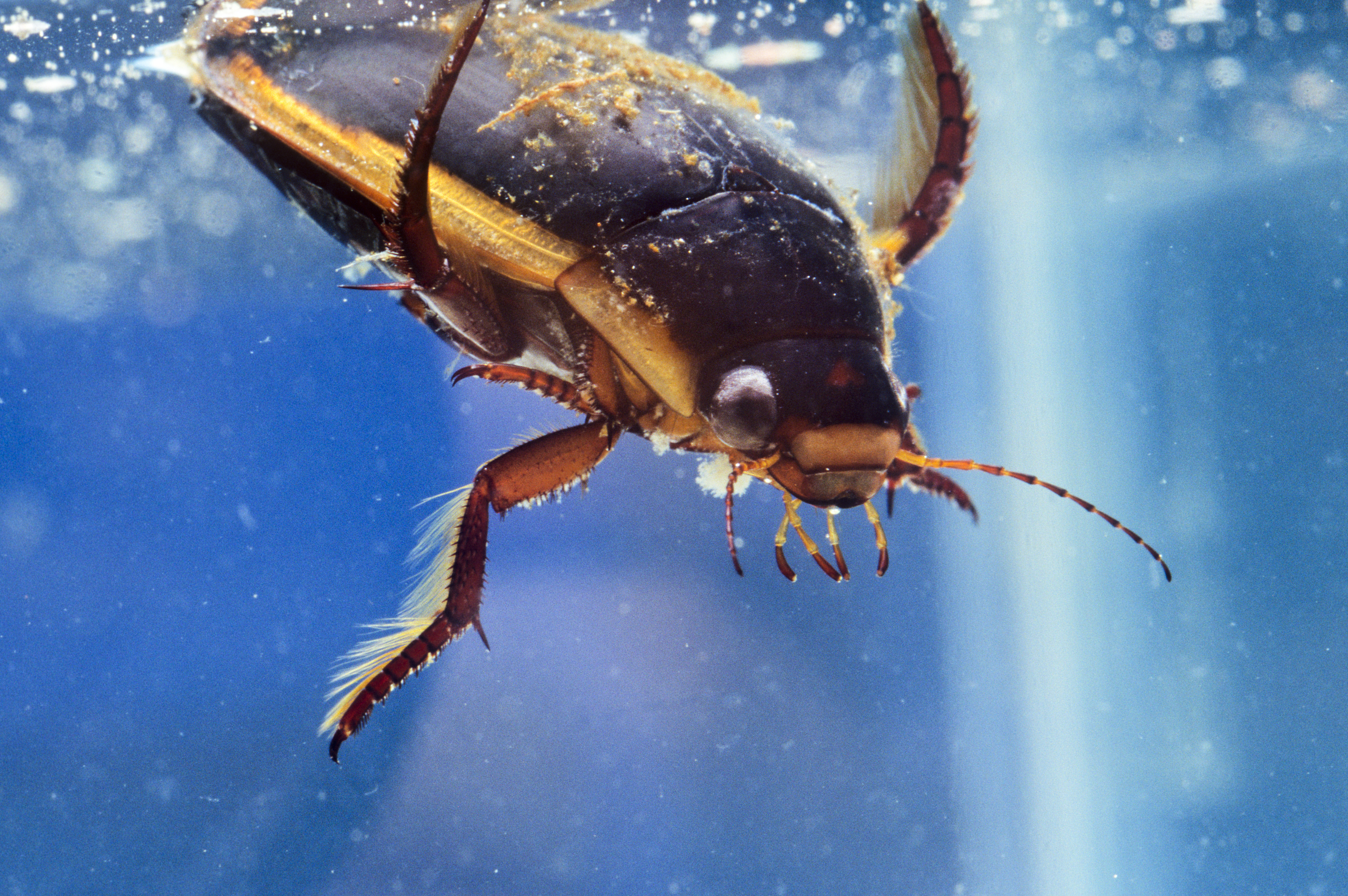 A large Diving Beetle plunges into the water.