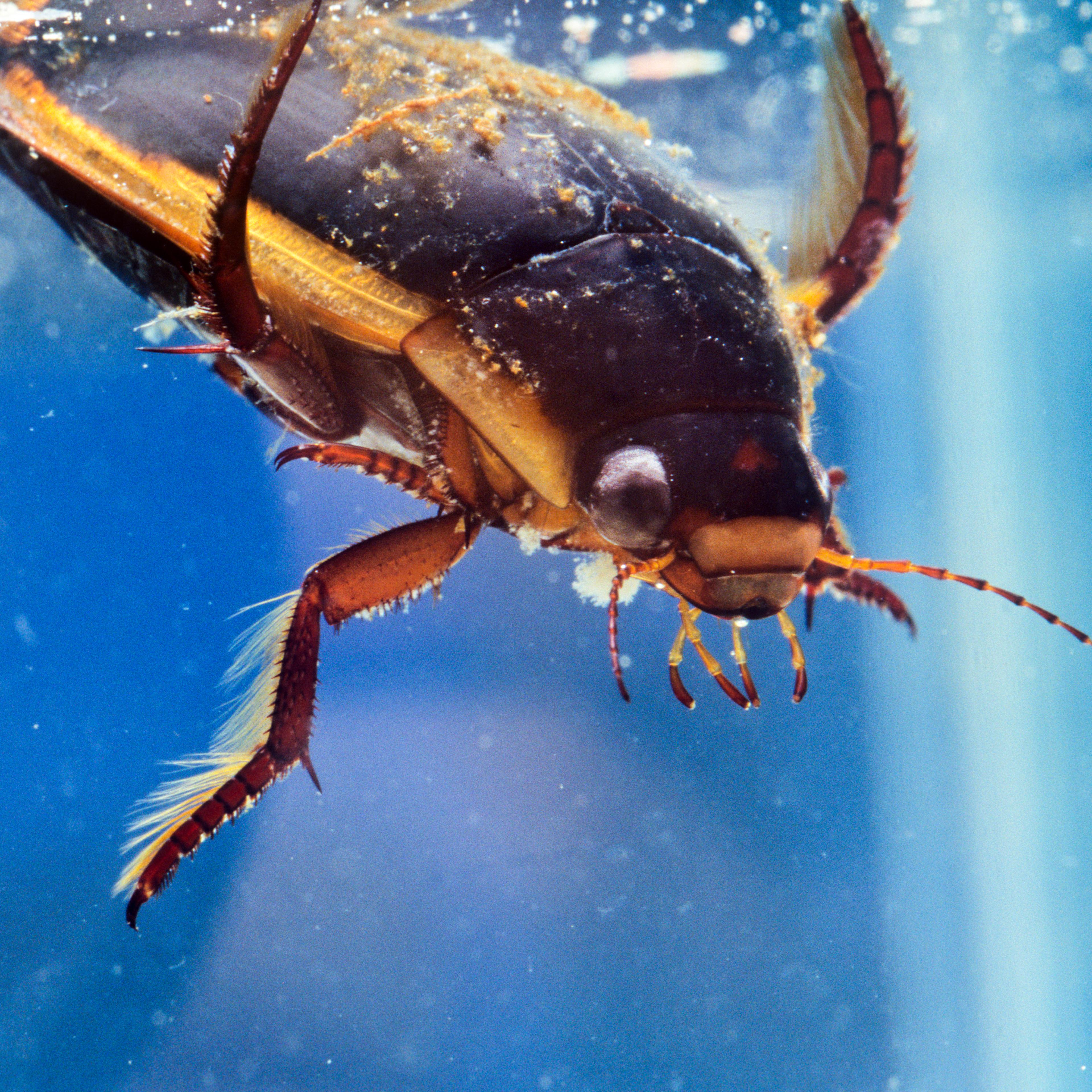 A large Diving Beetle plunges into the water.
