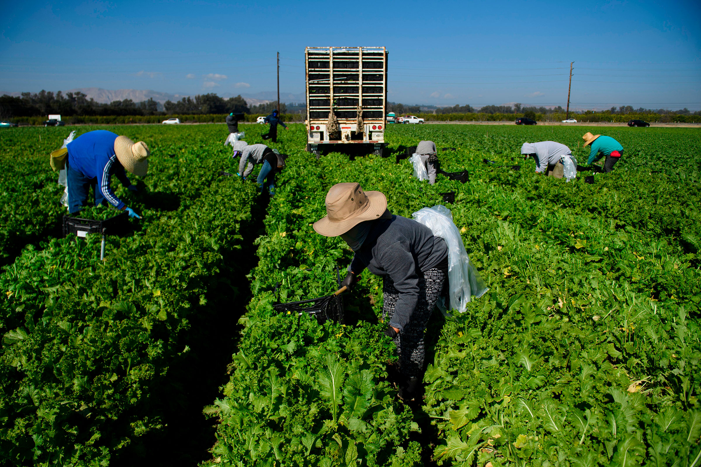 Farmworkers wear face masks while harvesting curly mustard in a field in Ventura County, Calif. on Feb. 10, 2021.