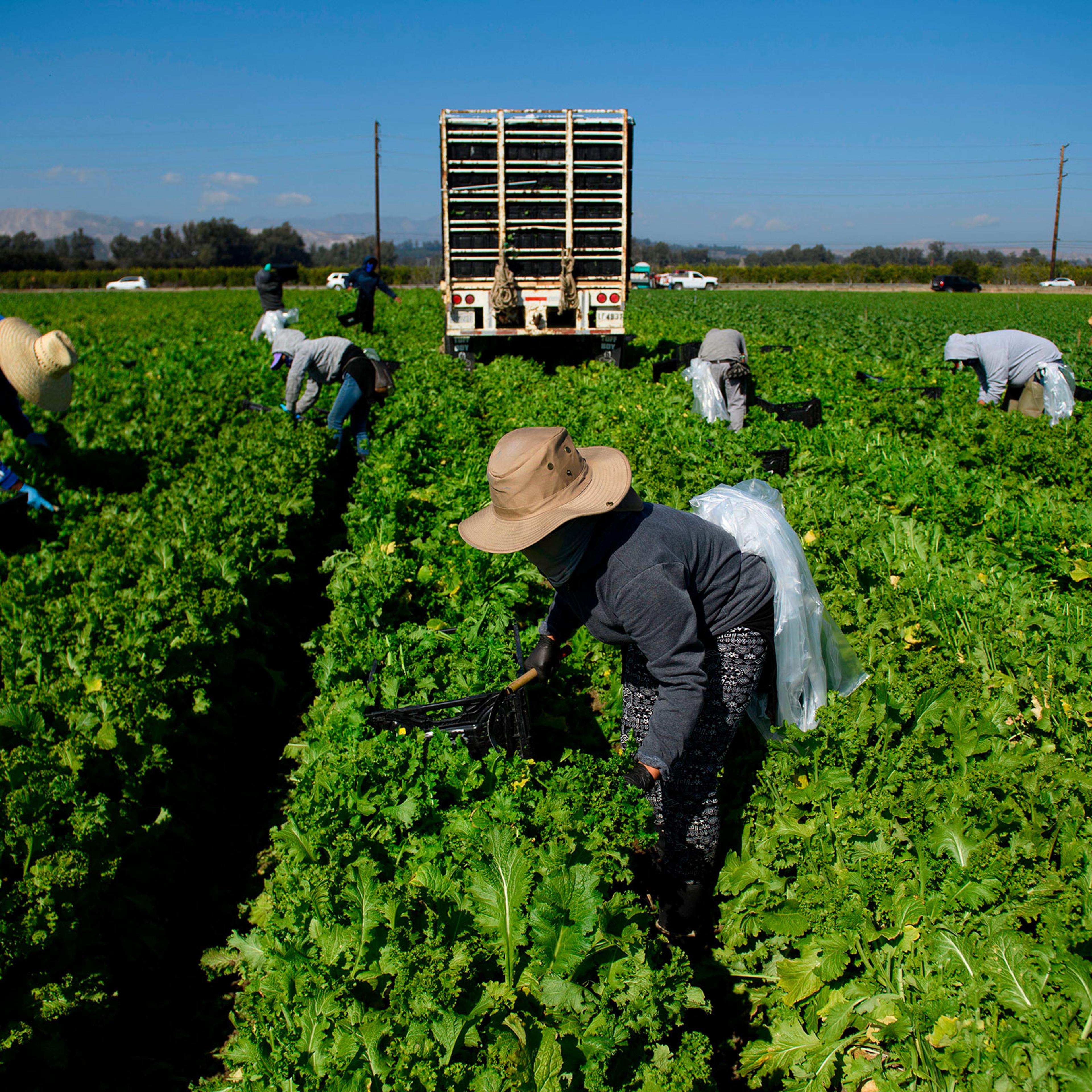 Farmworkers wear face masks while harvesting curly mustard in a field in Ventura County, Calif. on Feb. 10, 2021.