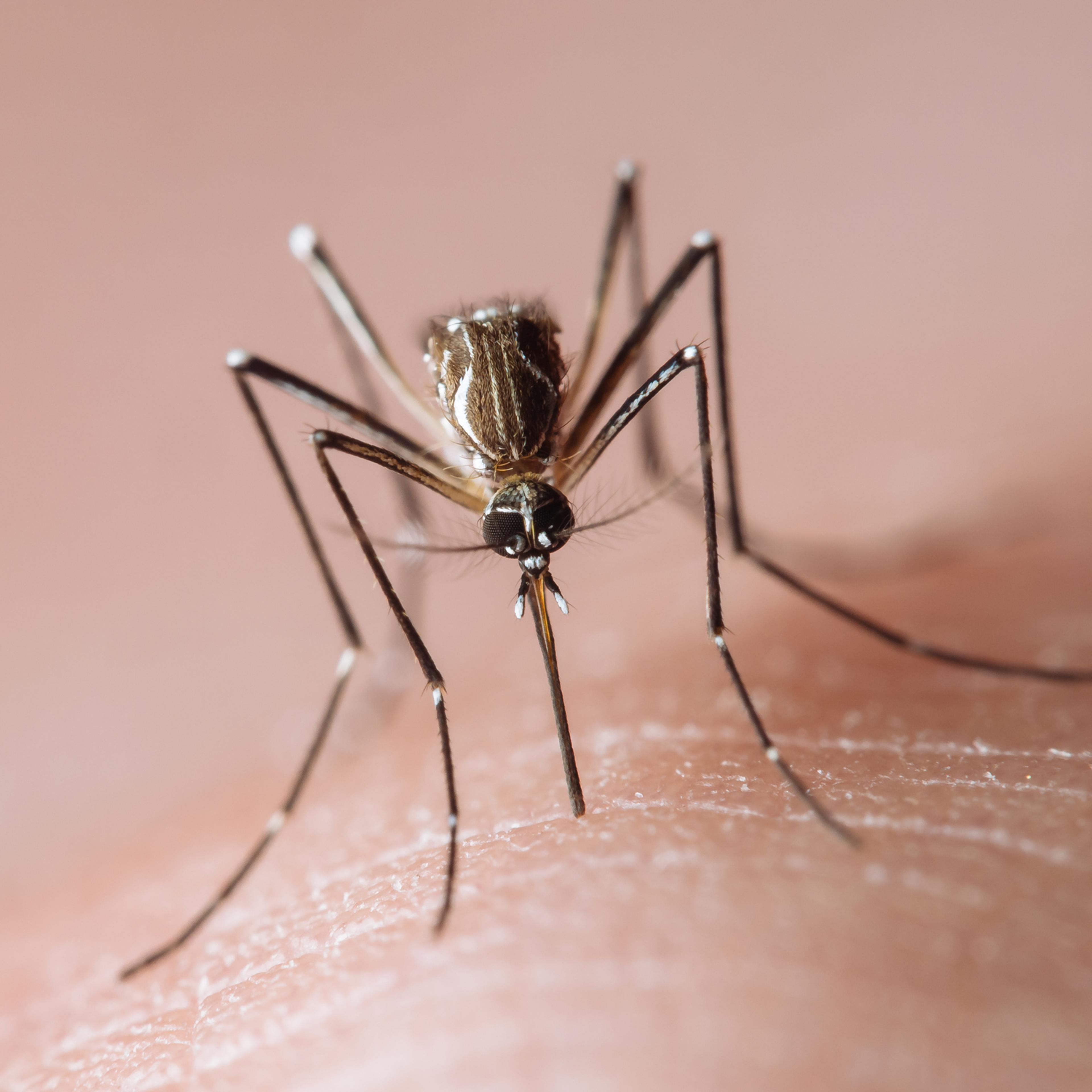 Aedes aegypti frontal macro (yellow fever mosquito / mosquito da dengue)