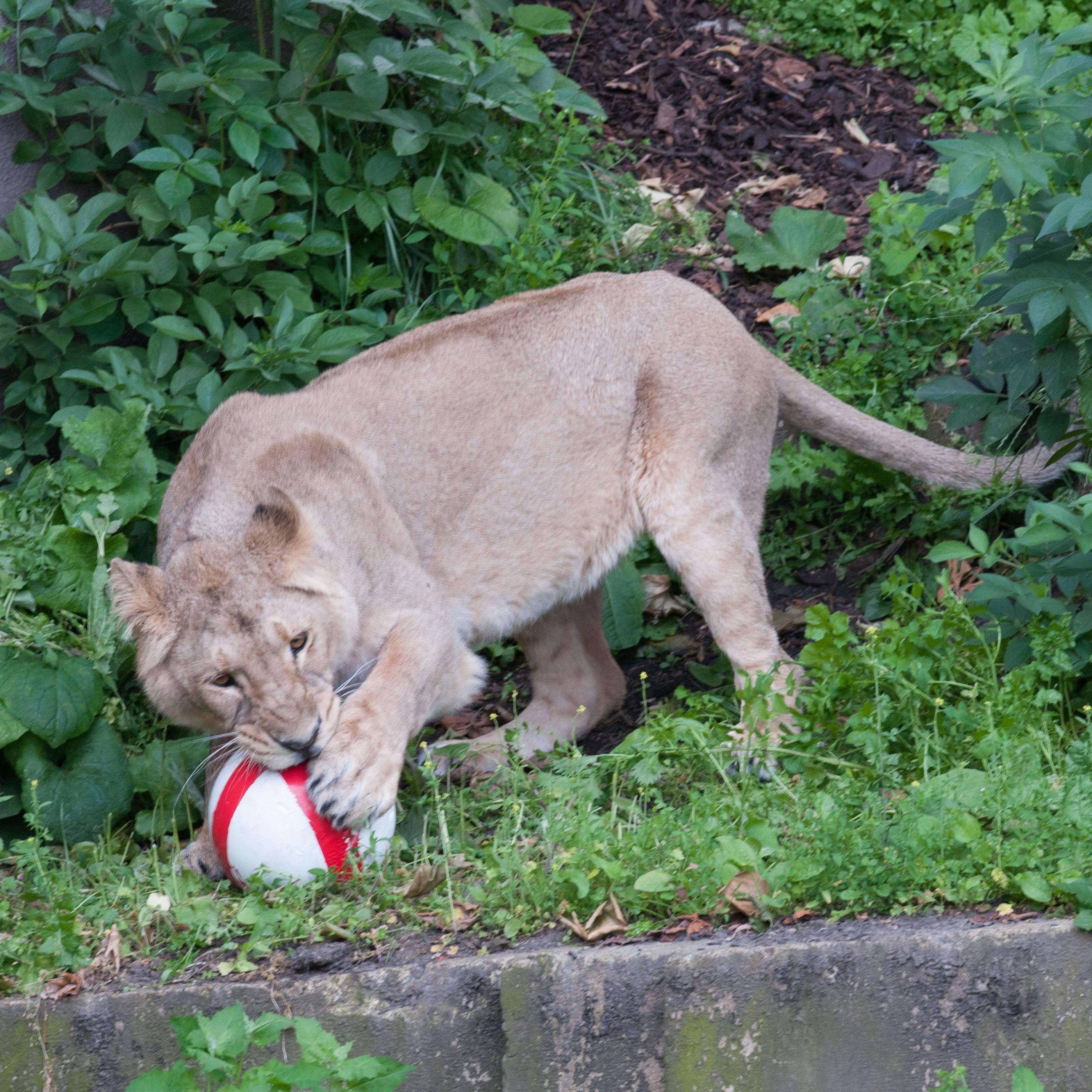 A lion at the London Zoo plays with a football in honor of the 2014 World Cup kick off in London on June 12, 2014.