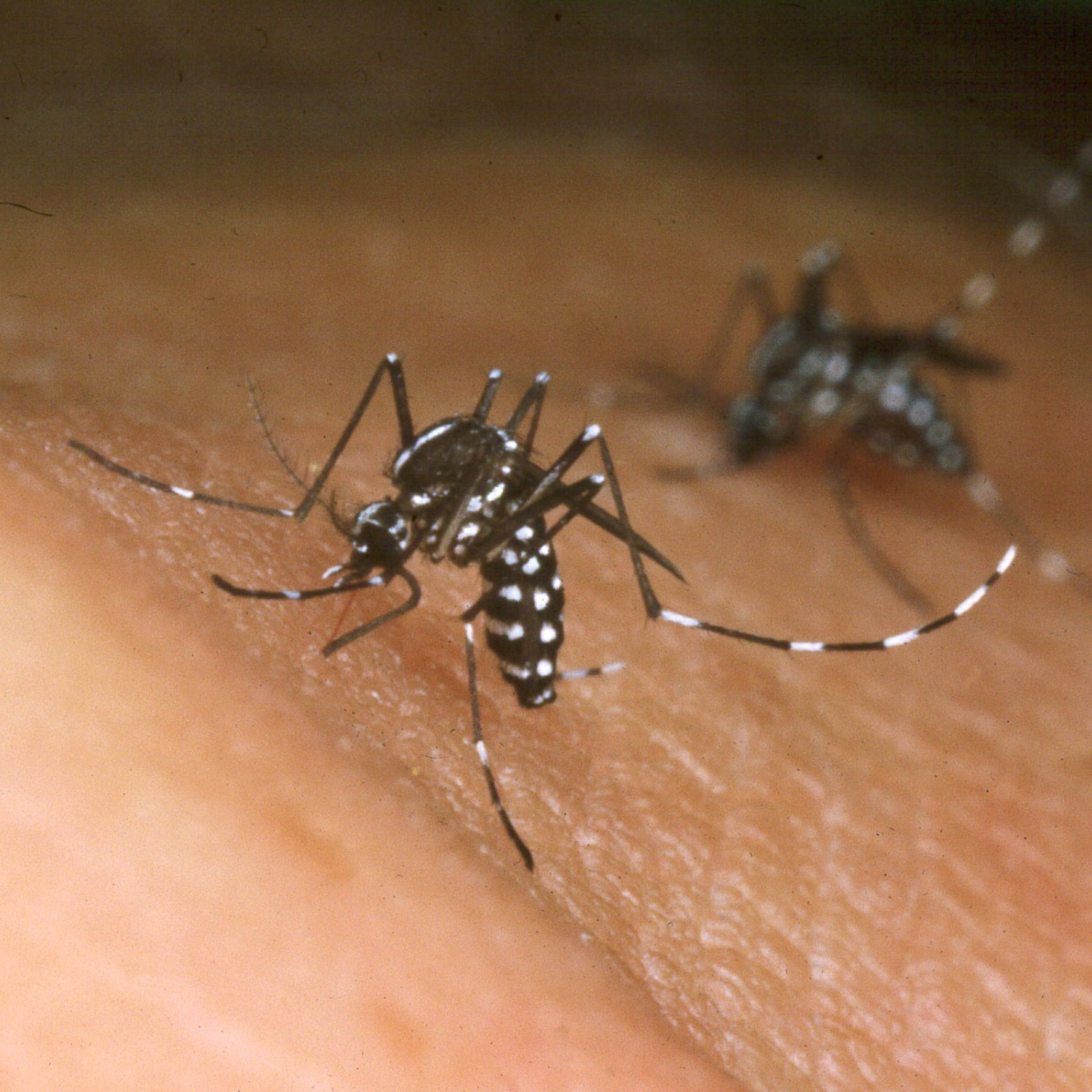 Asian Tiger Mosquito
