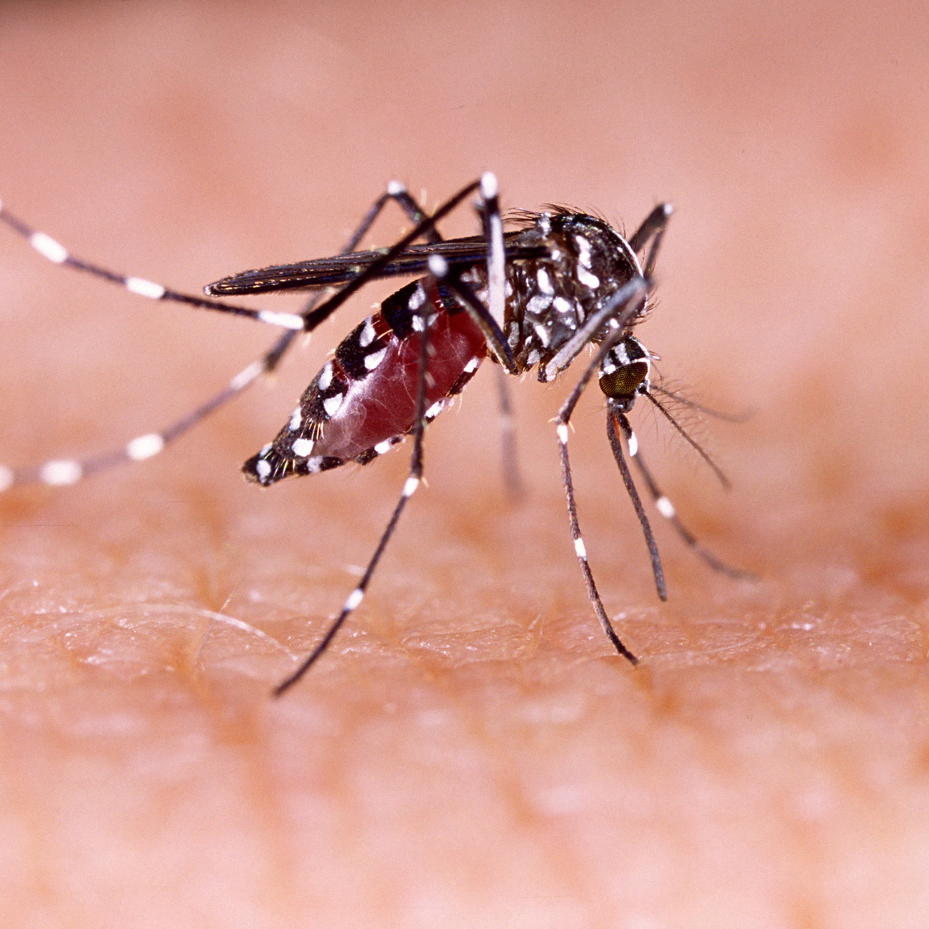 Zika virus aedes aegypti Dengue chikungunya Mayaro fever human skin
