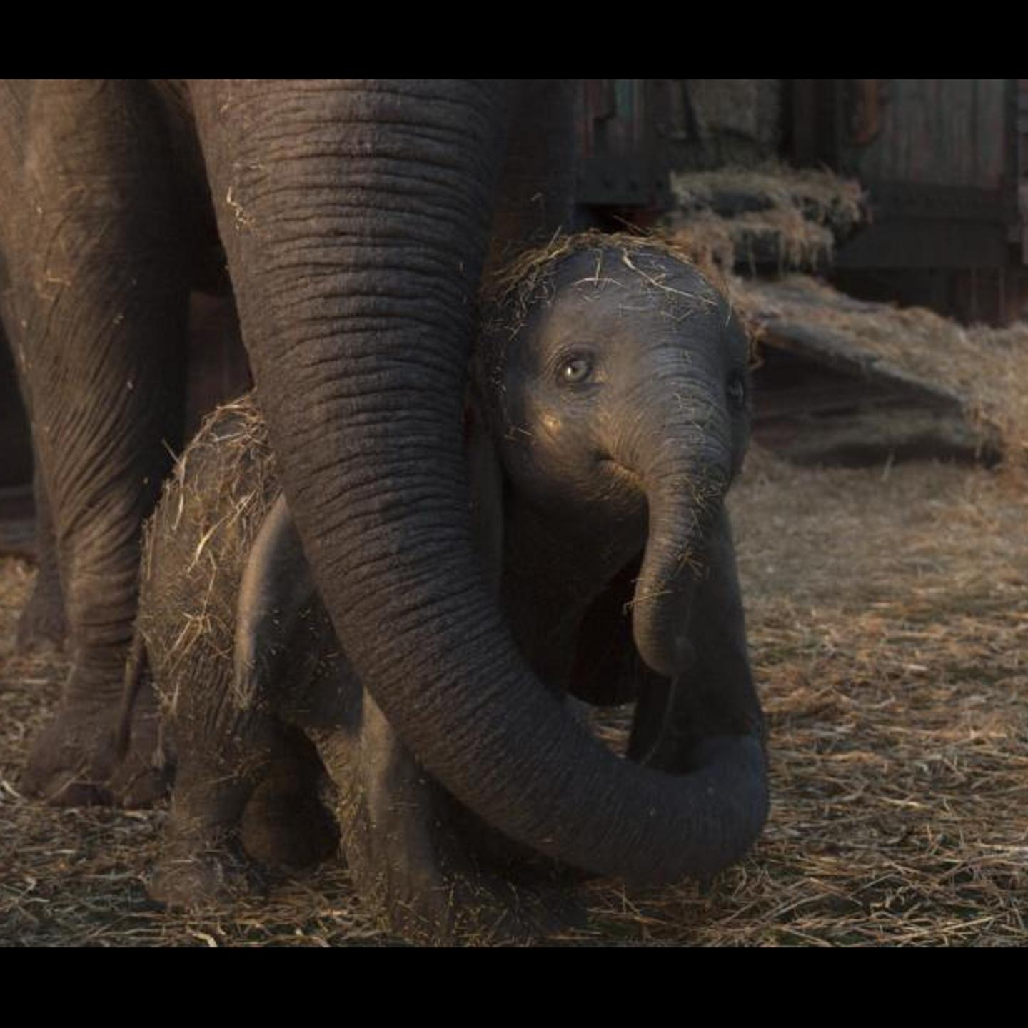 'Dumbo' is available for rent or purchase on Amazon Prime Video this month.