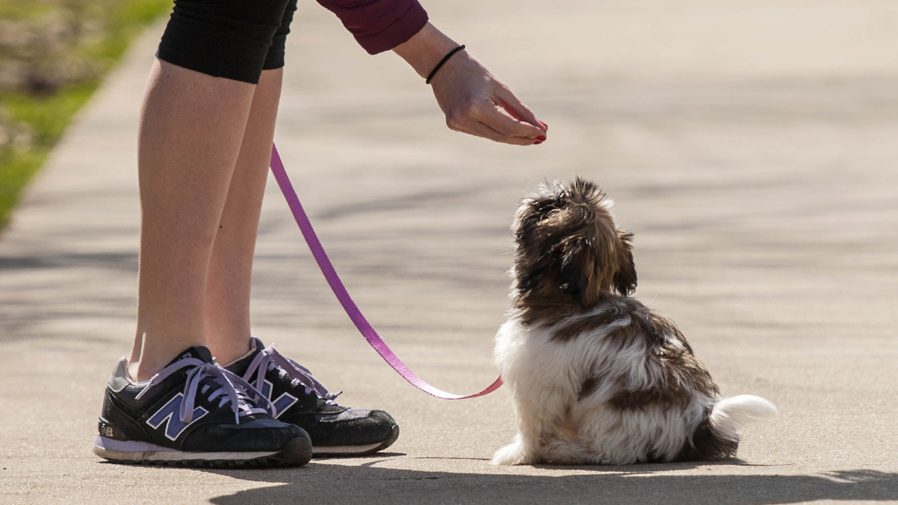 Walking the Dog