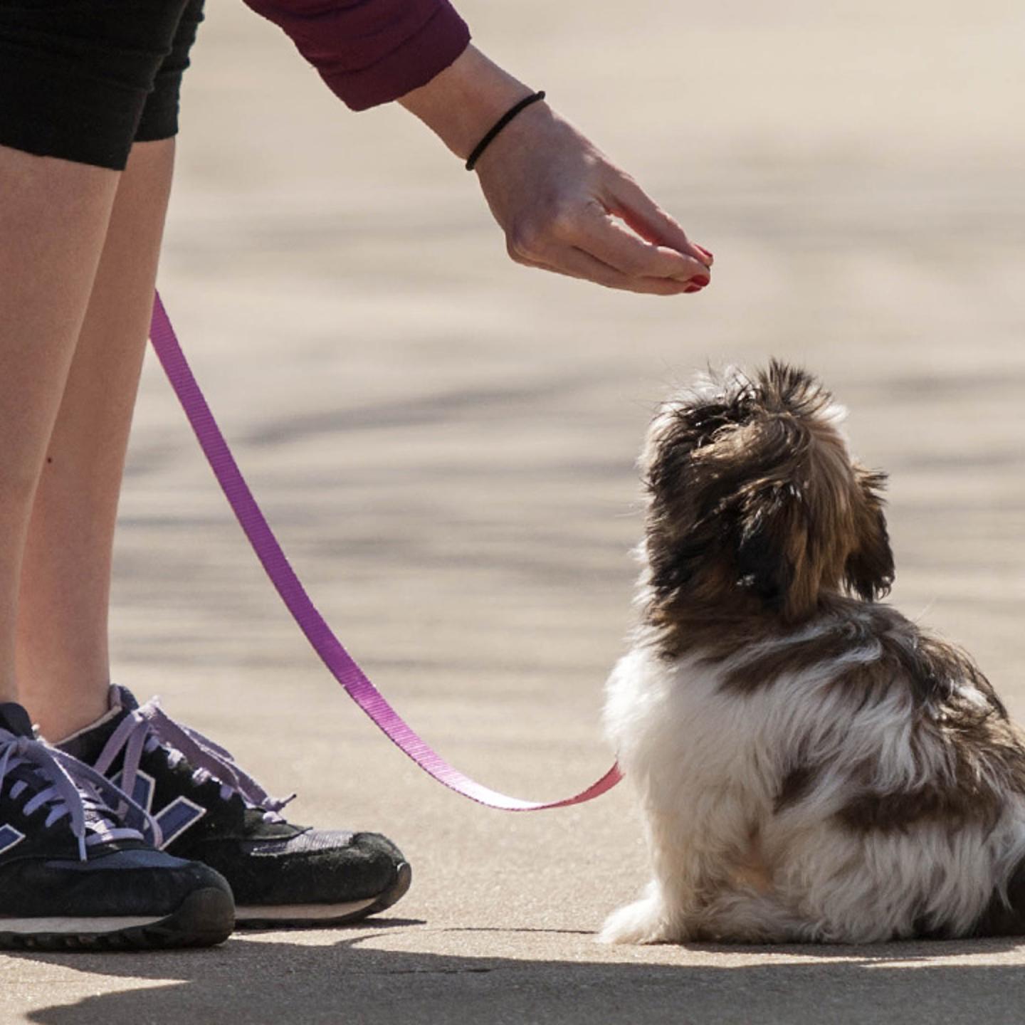 Walking the Dog
