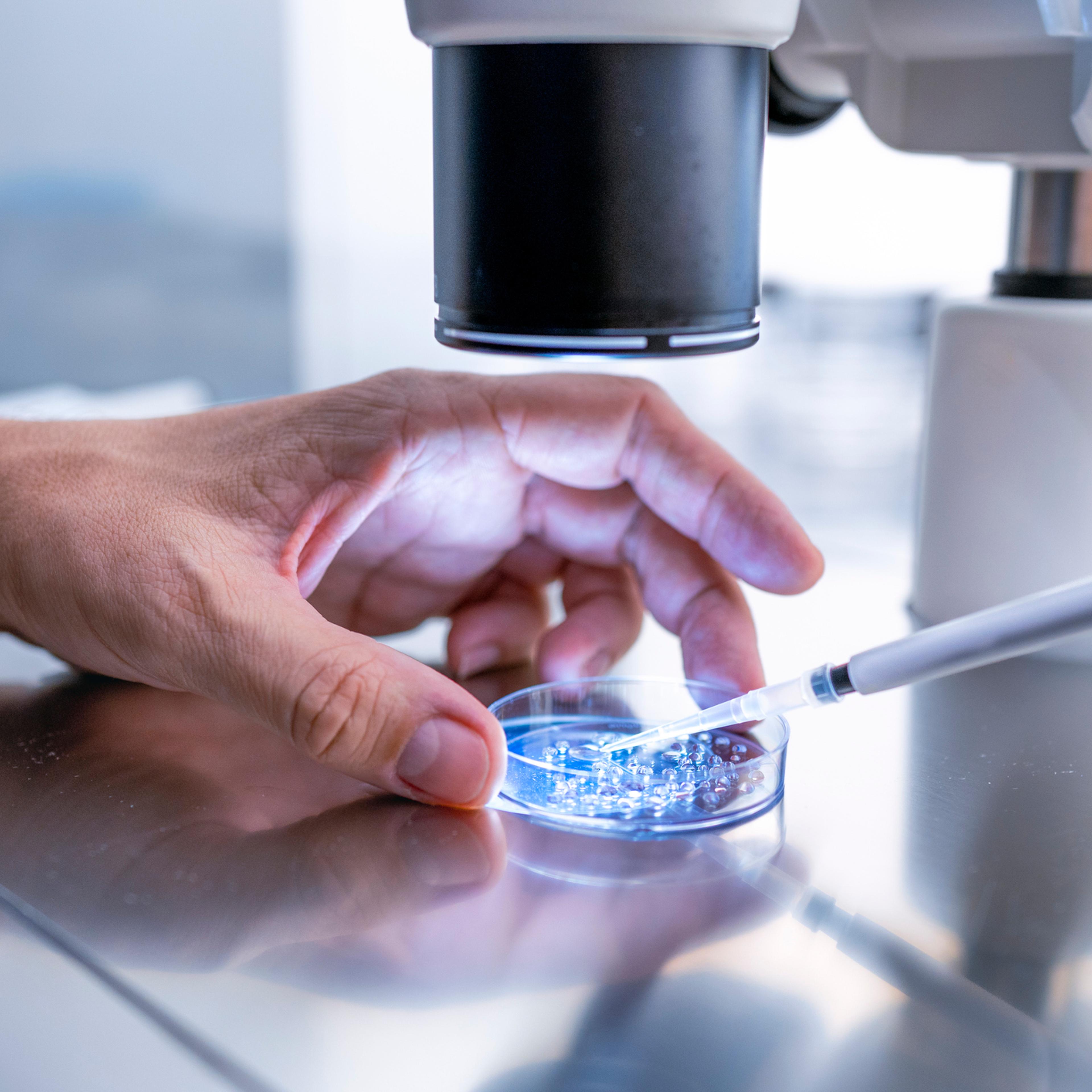 Close up In the fertility laboratory the Doctor preparing embryo cultivation plates