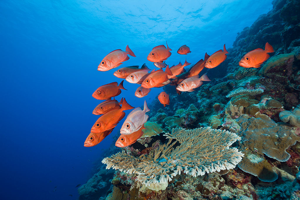 Group of Red Crescent-tail Bigeye, Priacanthus hamrur, Blue Corner, Micronesia, Palau