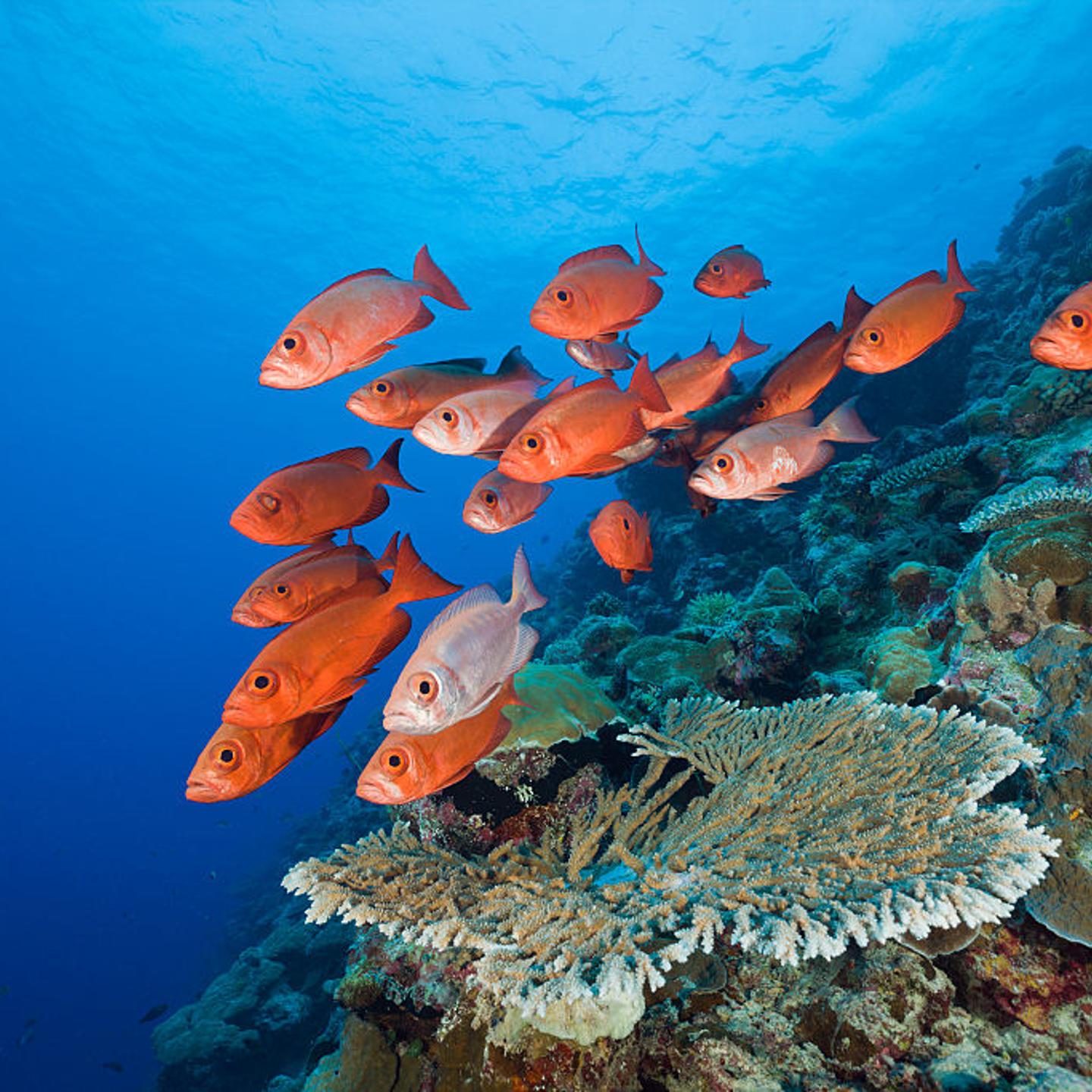 Group of Red Crescent-tail Bigeye, Priacanthus hamrur, Blue Corner, Micronesia, Palau