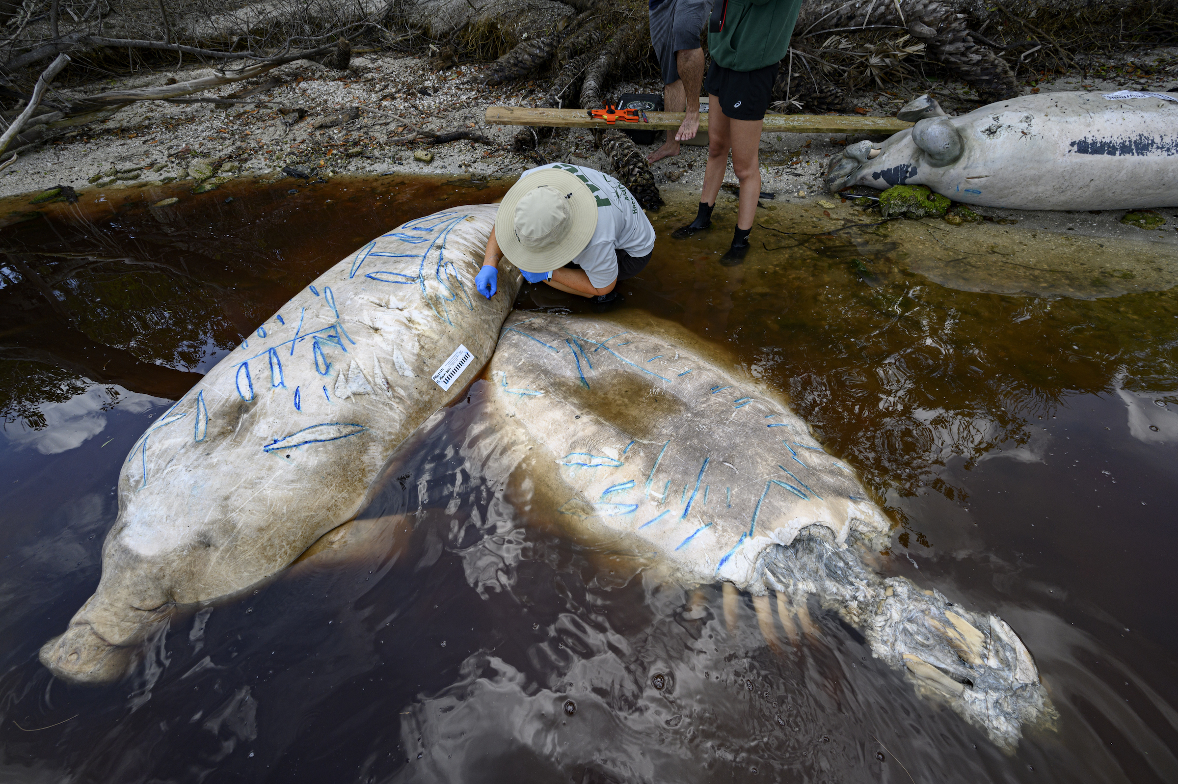 Florida’s Environmental Failure Is a Warning for Rest of U.S