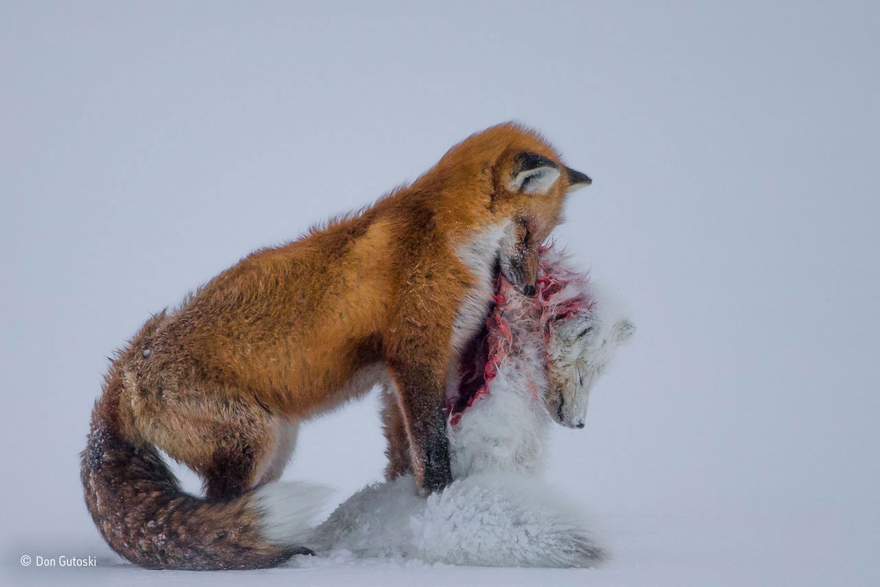 <strong>Wildlife Photographer of the Year and Mammals category winner: A Tale of Two Foxes.</strong> It’s a frozen moment revealing a surprising behaviour, witnessed in Wapusk National Park, on Hudson Bay,
Canada, in early winter. Red foxes don’t actively hunt Arctic foxes, but where the ranges of two predators overlap, there can be conflict. In this case, it led to a deadly attack. Though the light was poor, the snow-covered tundra provided the backdrop for the moment that the red fox paused with the smaller fox in its mouth in a grim pose.
