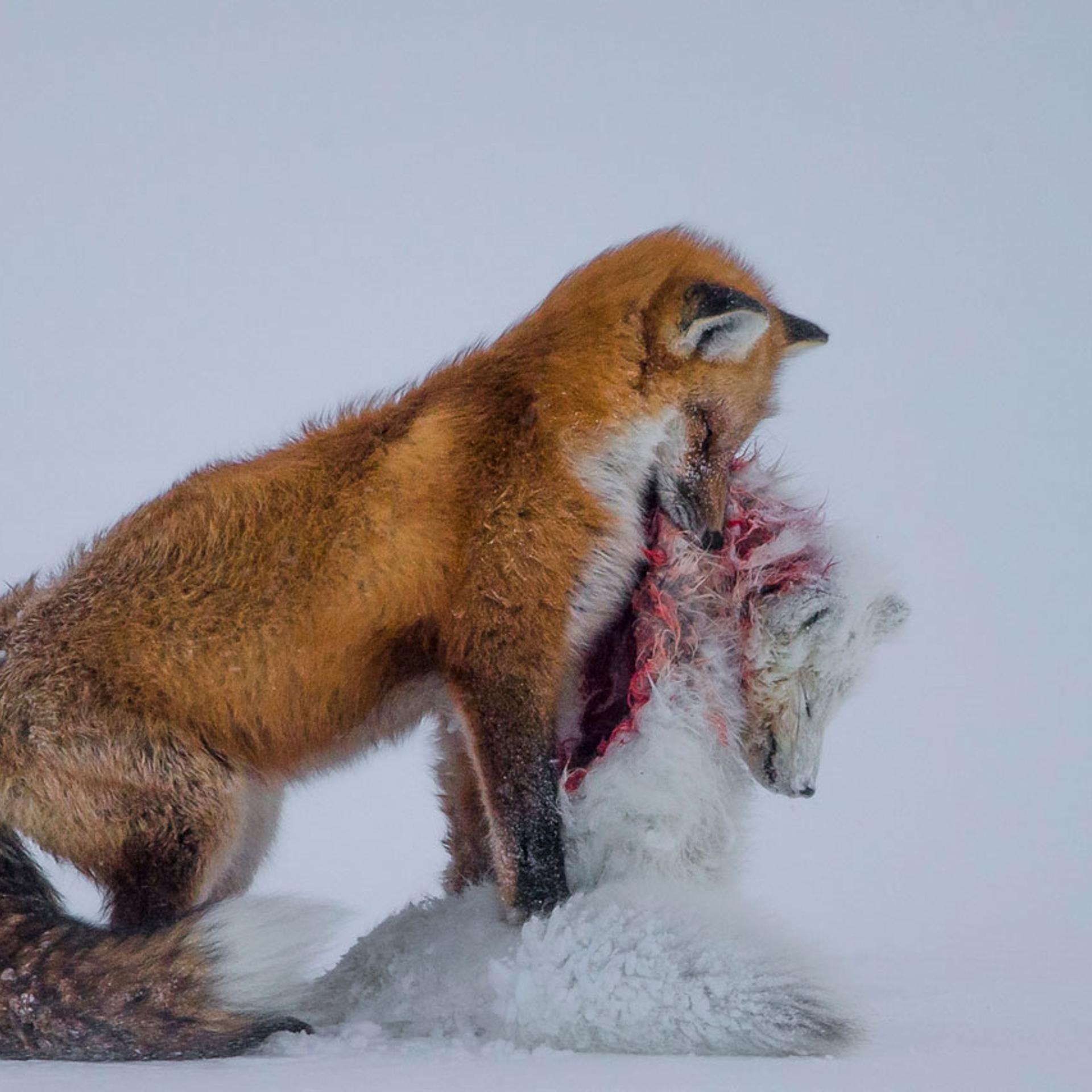 <strong>Wildlife Photographer of the Year and Mammals category winner: A Tale of Two Foxes.</strong> It’s a frozen moment revealing a surprising behaviour, witnessed in Wapusk National Park, on Hudson Bay,
Canada, in early winter. Red foxes don’t actively hunt Arctic foxes, but where the ranges of two predators overlap, there can be conflict. In this case, it led to a deadly attack. Though the light was poor, the snow-covered tundra provided the backdrop for the moment that the red fox paused with the smaller fox in its mouth in a grim pose.