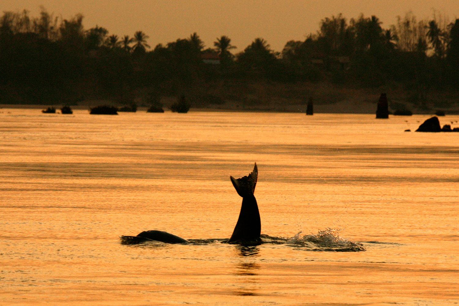 An Irrawaddy dolphin, also known as the Mekong dolphin, swims in the river at the Kampi village in Kratie province, 230 km (143 miles) northeast of Cambodia