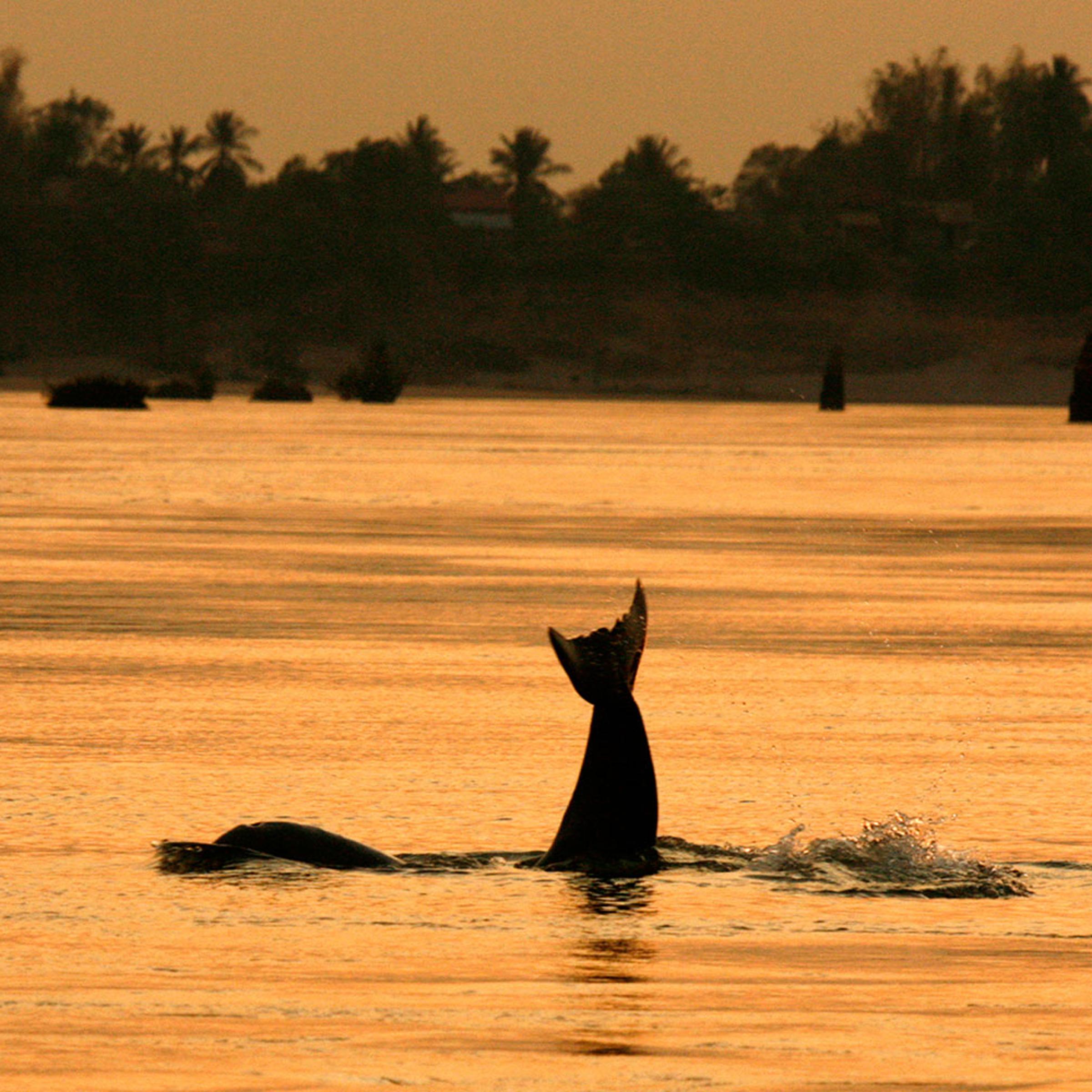 An Irrawaddy dolphin, also known as the Mekong dolphin, swims in the river at the Kampi village in Kratie province, 230 km (143 miles) northeast of Cambodia