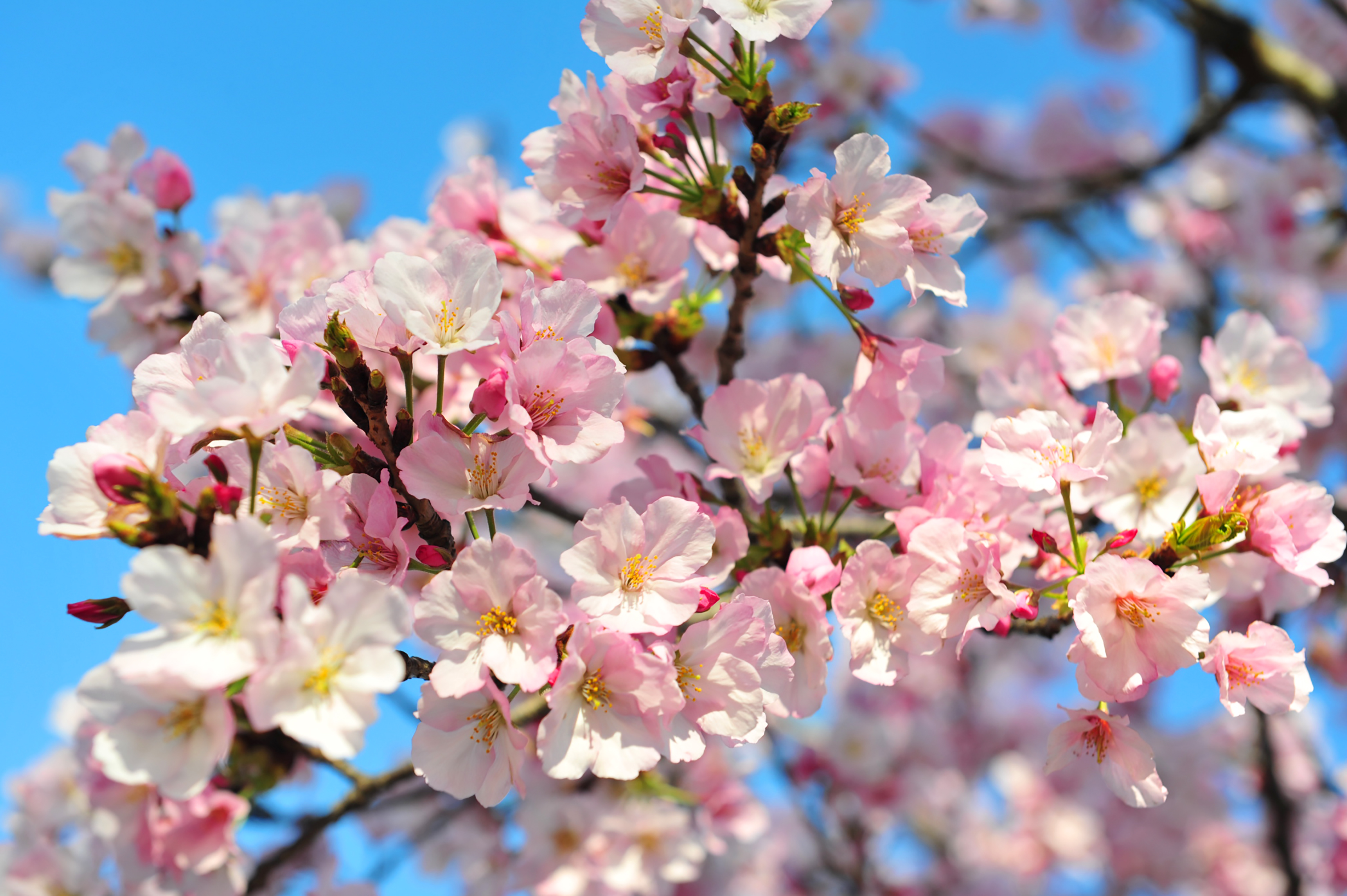 US-LIFESTYLE-CHERRY-BLOSSOMS