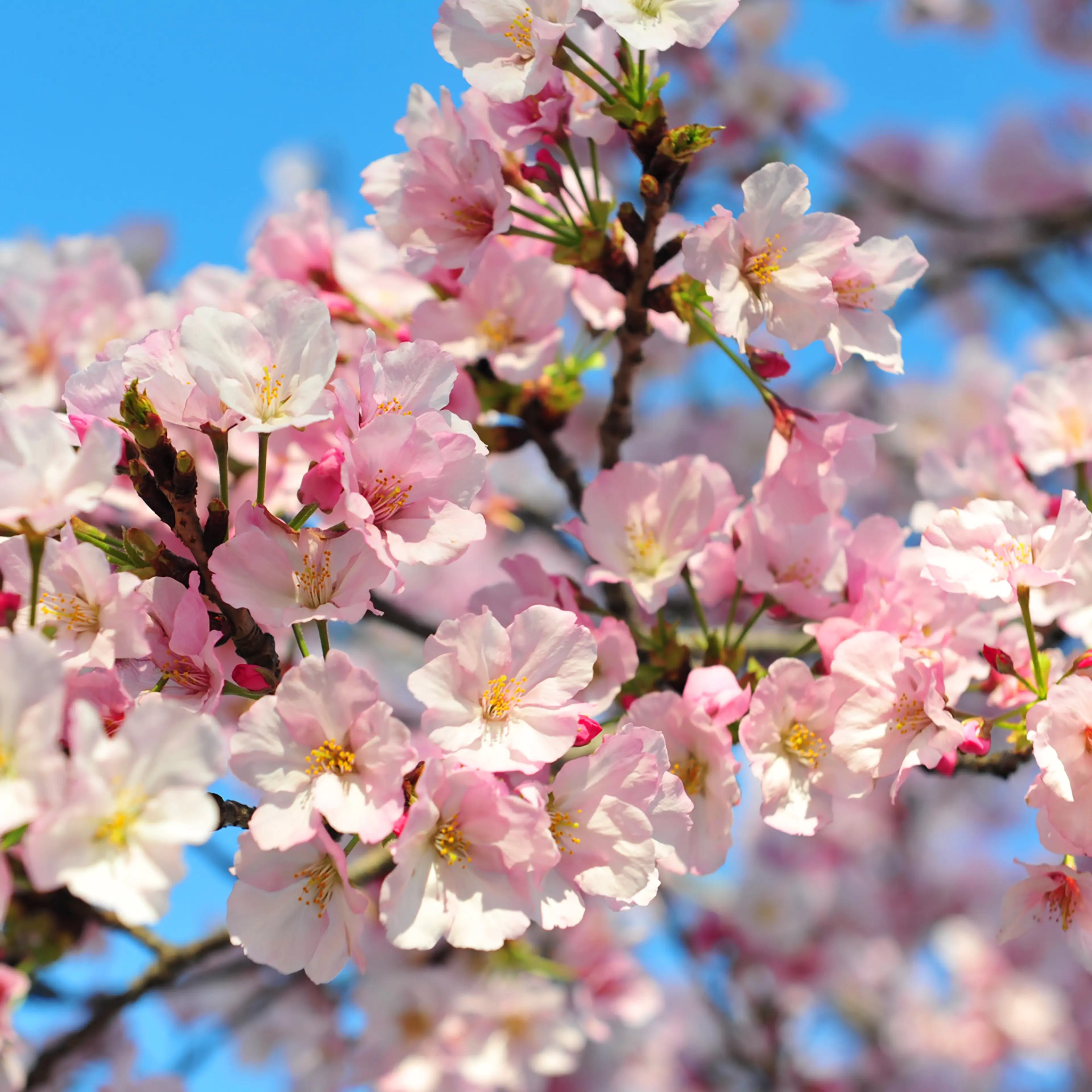 US-LIFESTYLE-CHERRY-BLOSSOMS