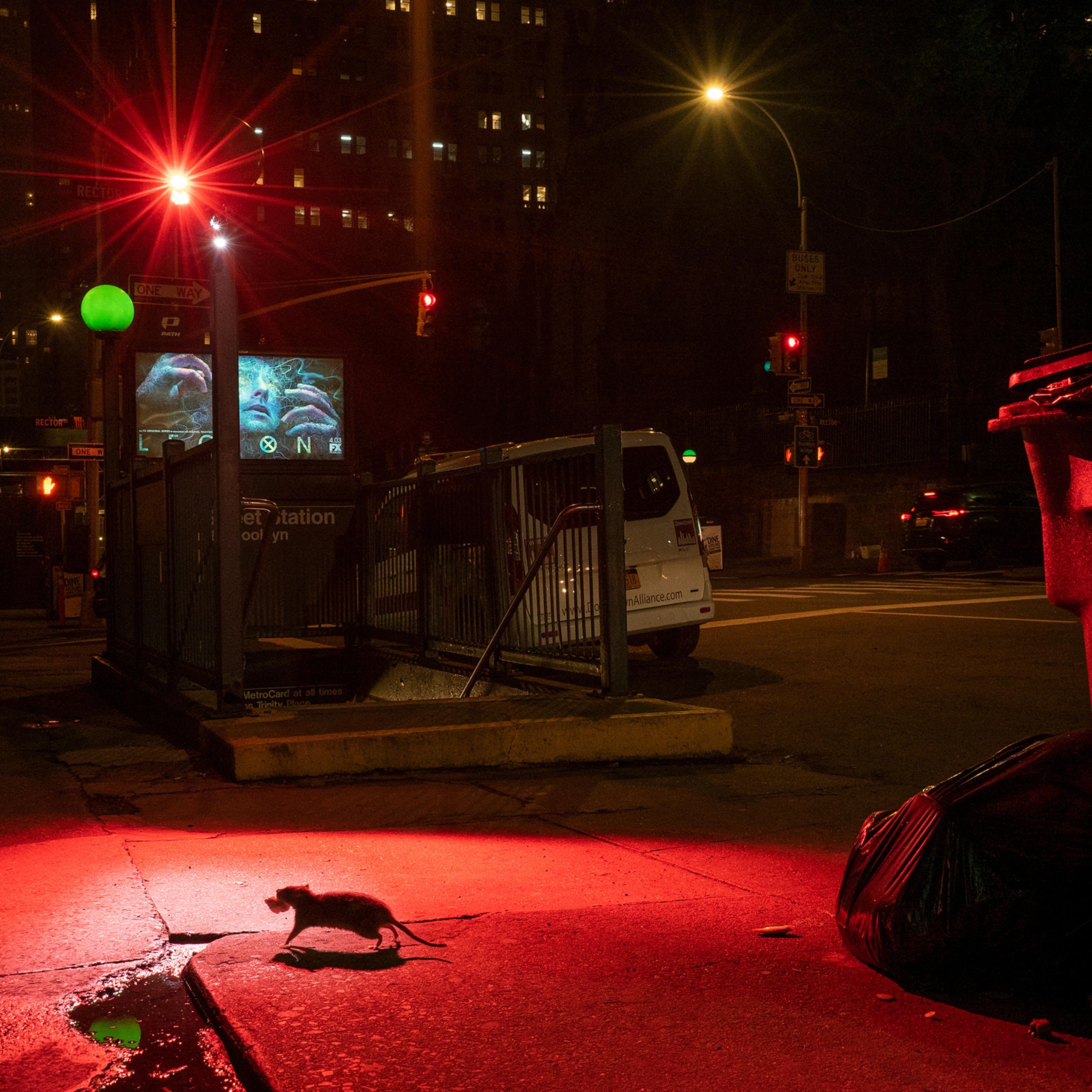 Rats on the sidewalk on West Broadway, New York City, in 2018.