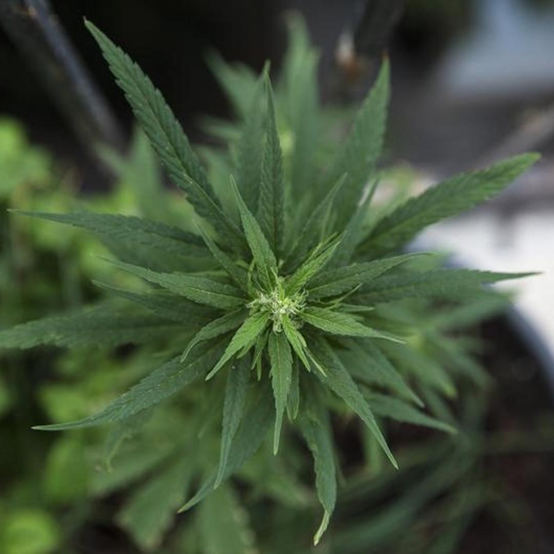 A home-grown marijuana plant is seen at an undisclosed location in Israel