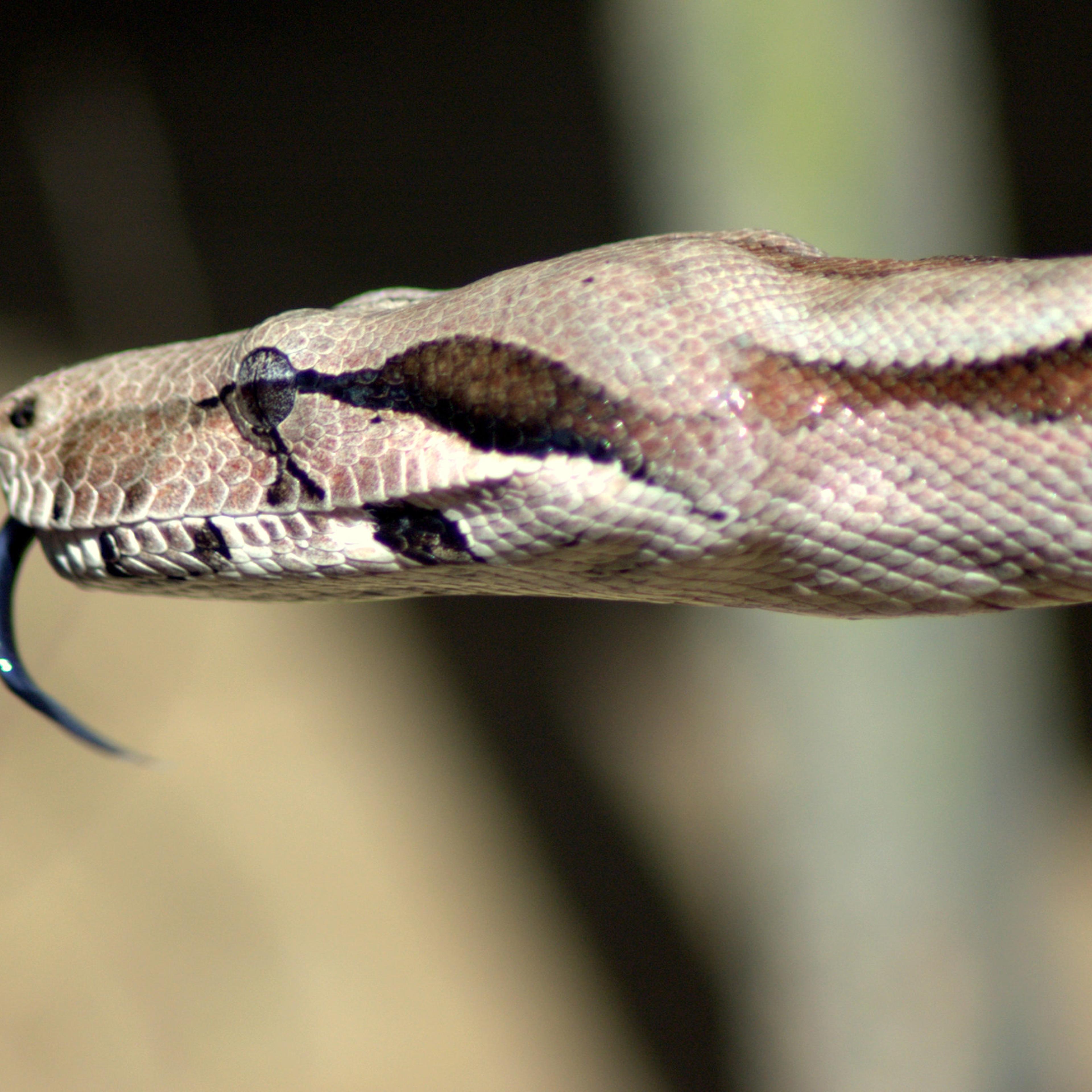 boa constrictor