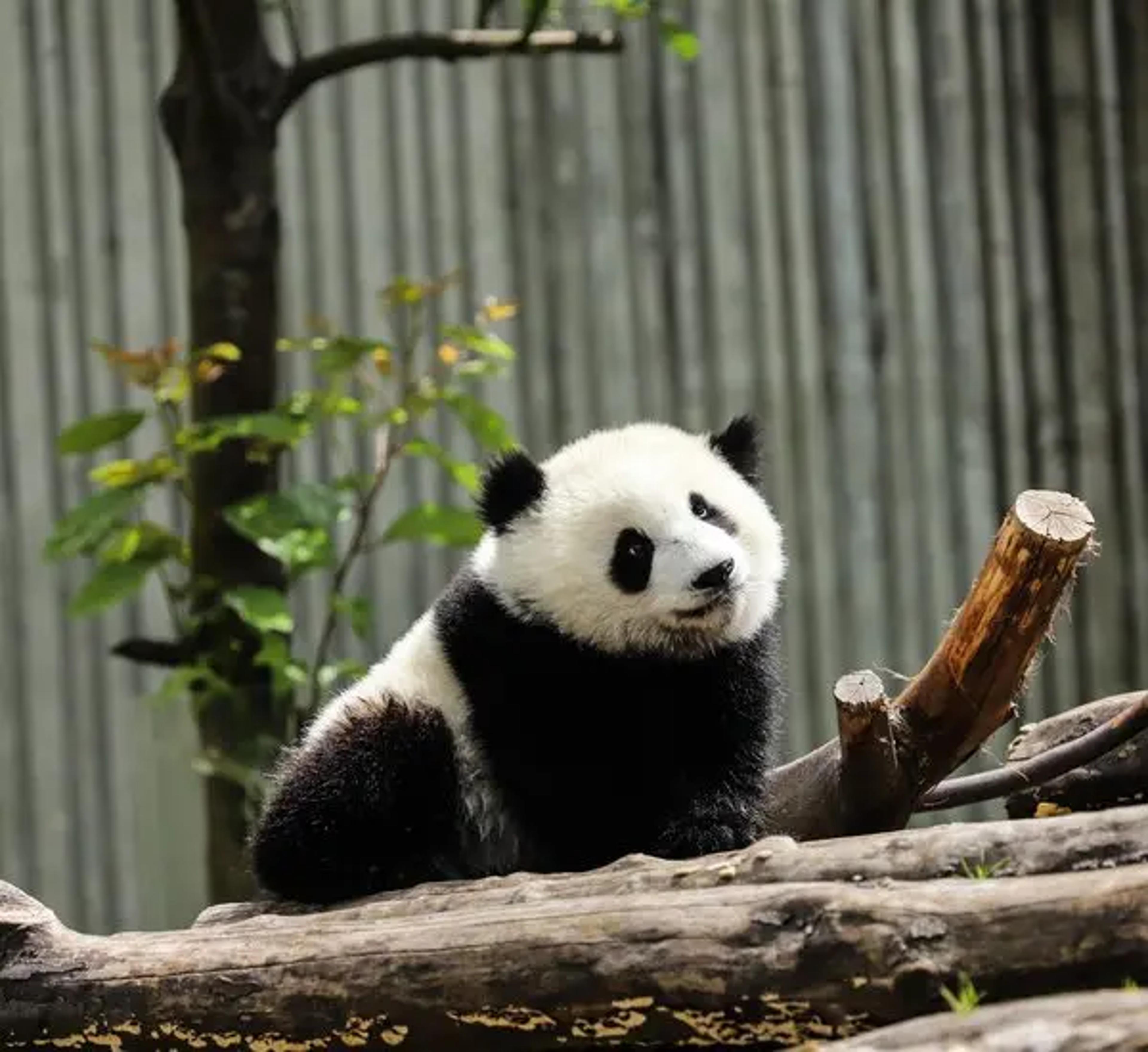 Panda.webp