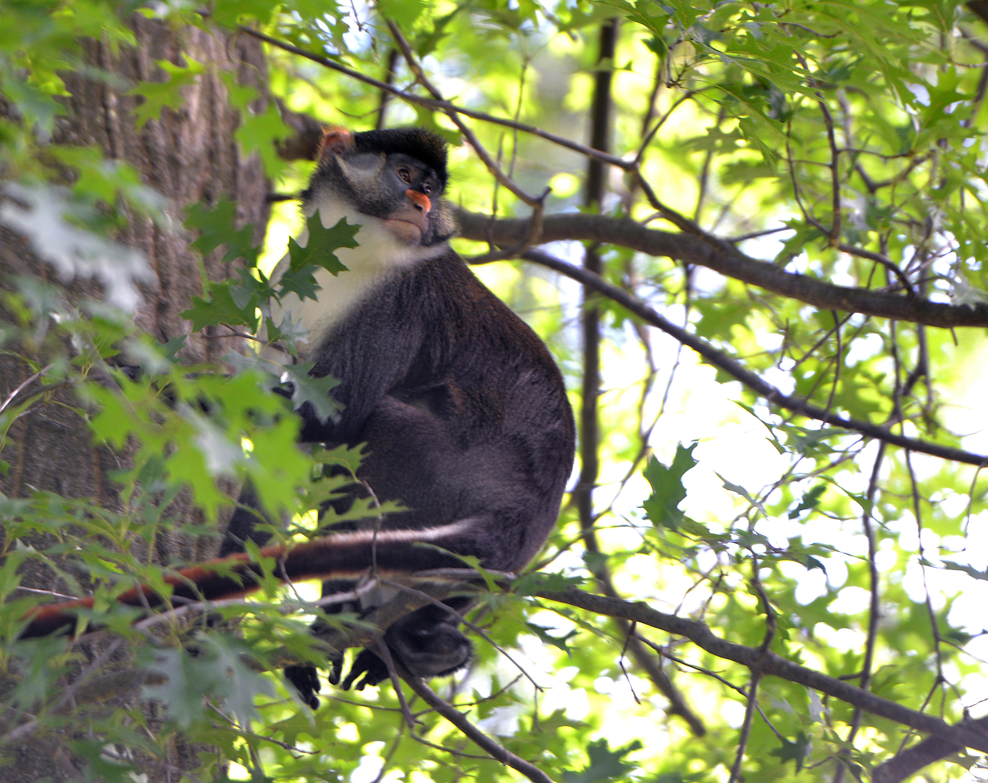Escaped Monkey Zoo