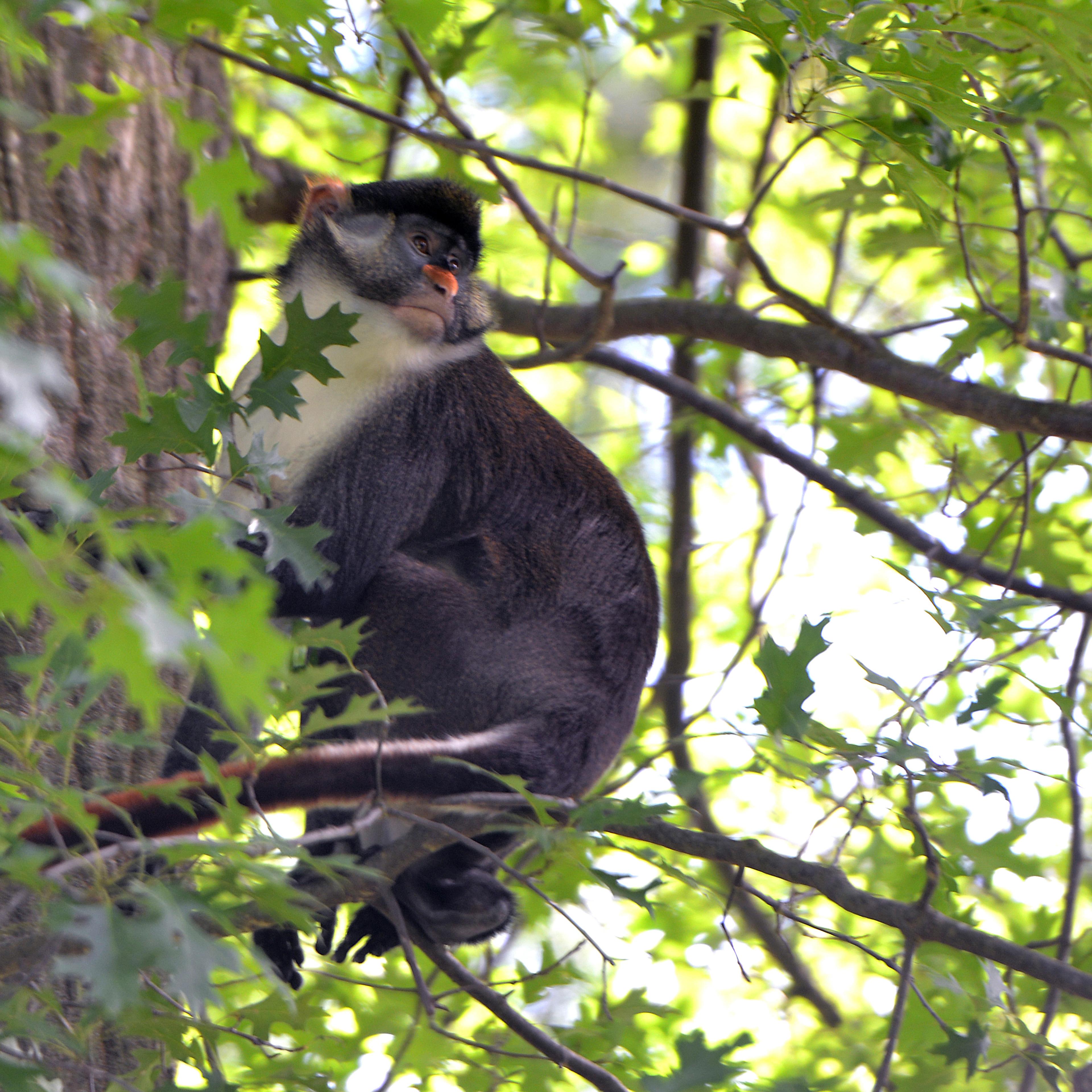 Escaped Monkey Zoo