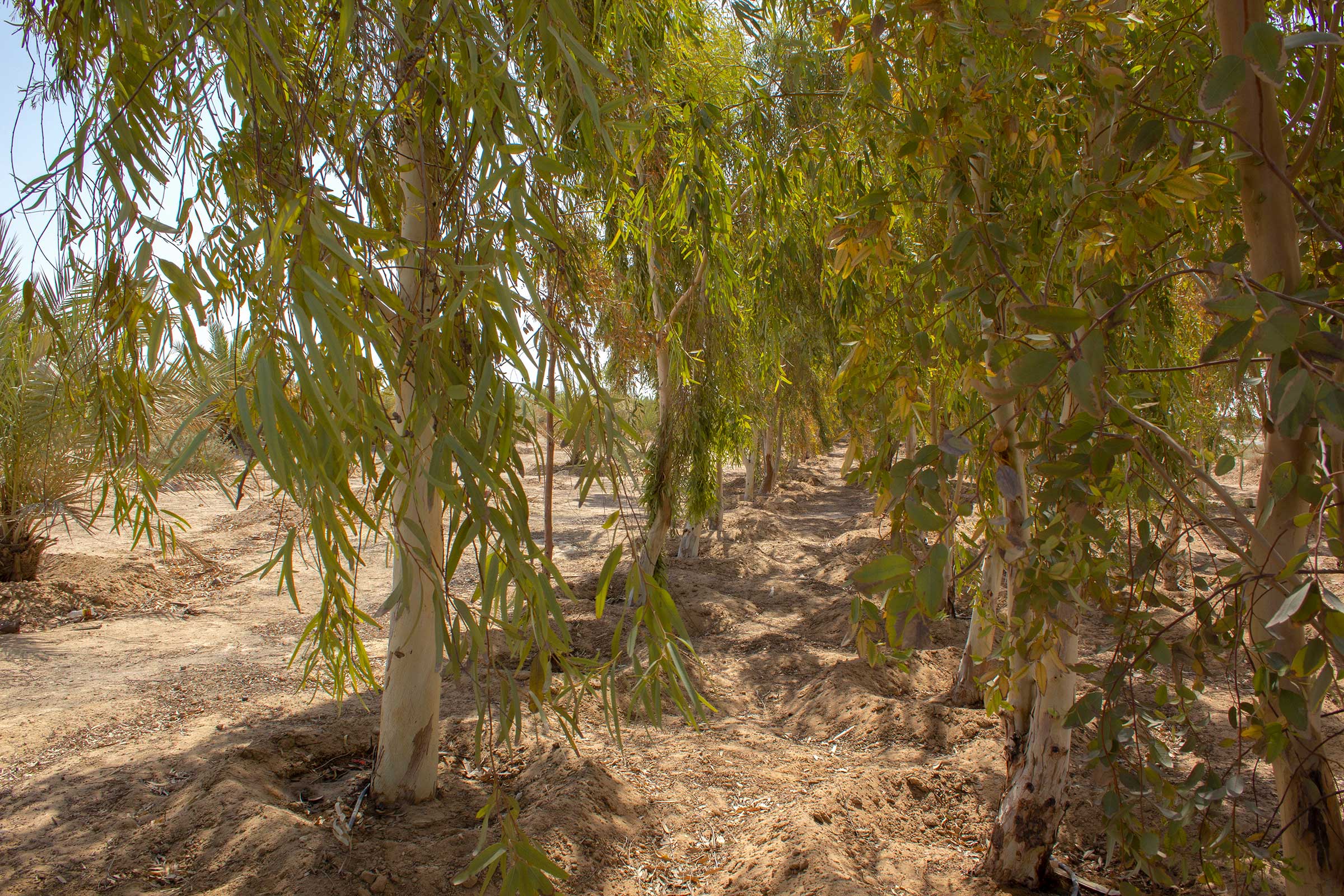 This City in Iraq Is Coming Together to Save Its Date Palms