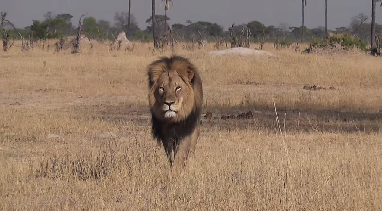 cecil lion zimbabwe