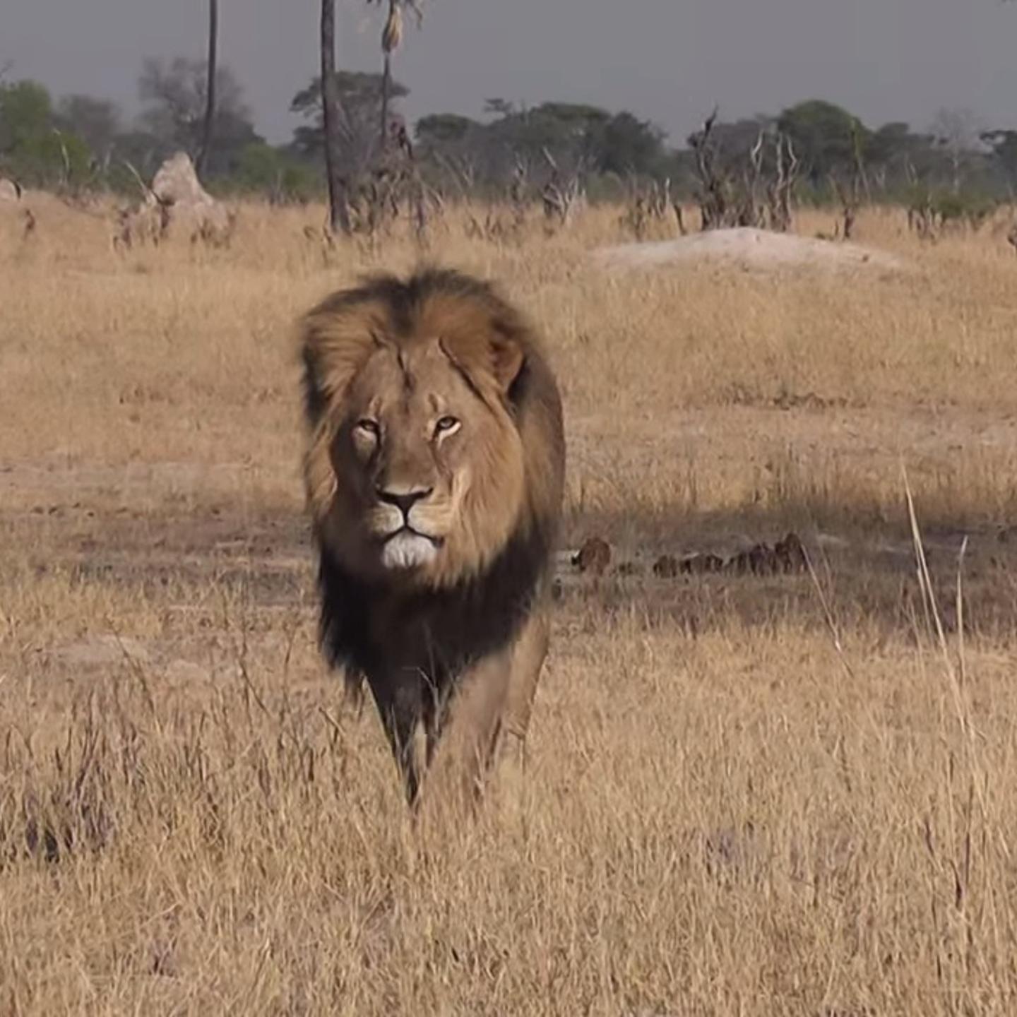 cecil lion zimbabwe