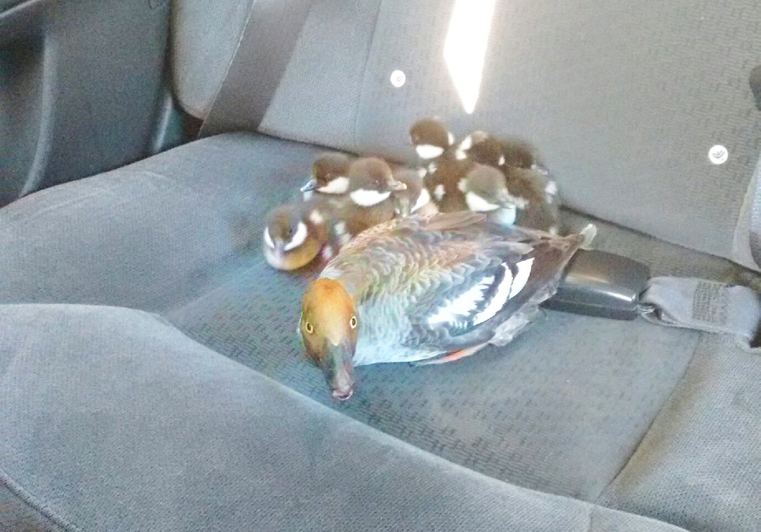 ducks
