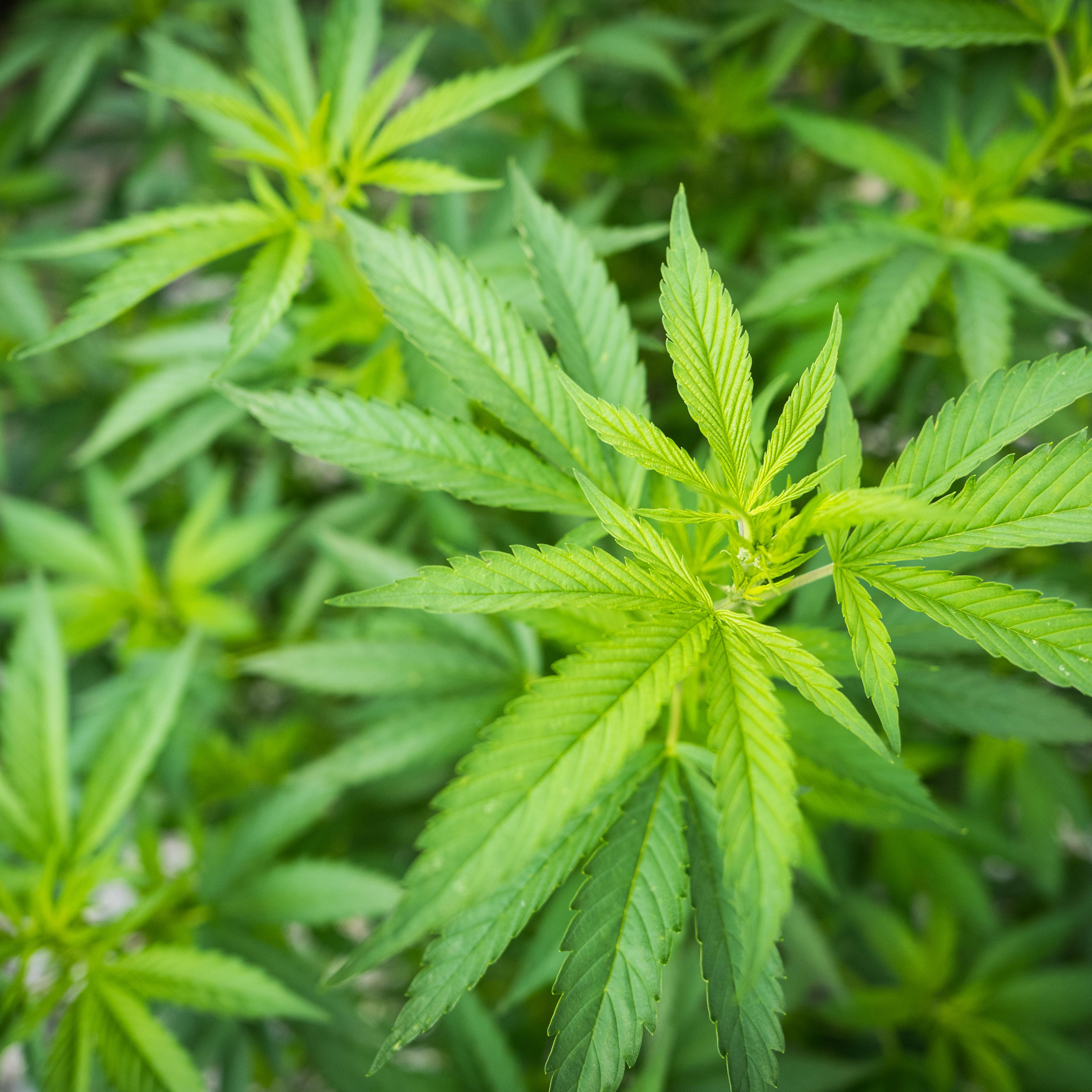 Hemp cannabis plant
