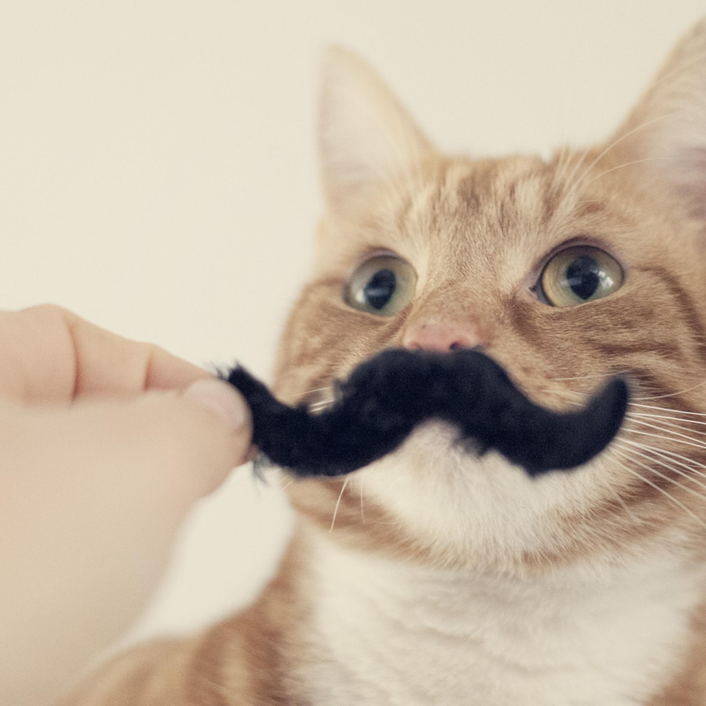 cat mustache
