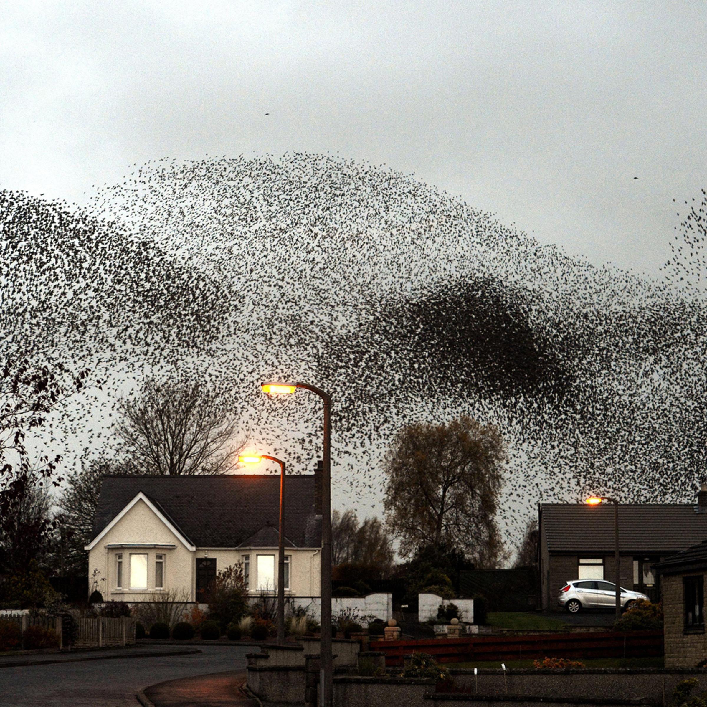 Image: Nov. 11, 2012. A murmuration of starlings put on an a display over the town of Gretna, Scotland.
