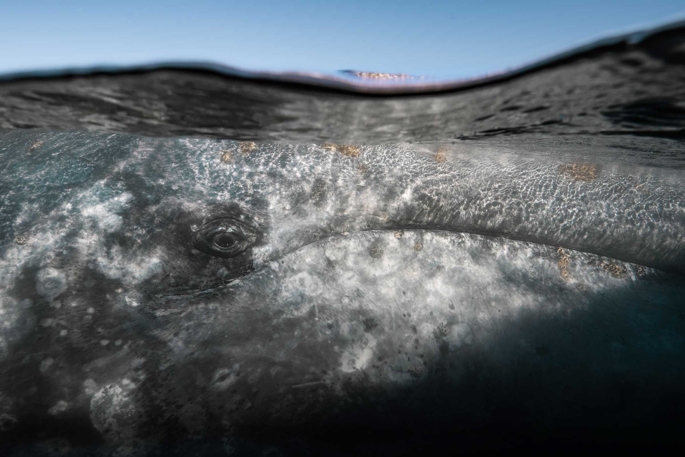 A gray whale in the waters off Baja California. Once called “devil fish” and targeted by whalers, the animals now help drive the tourism industry.