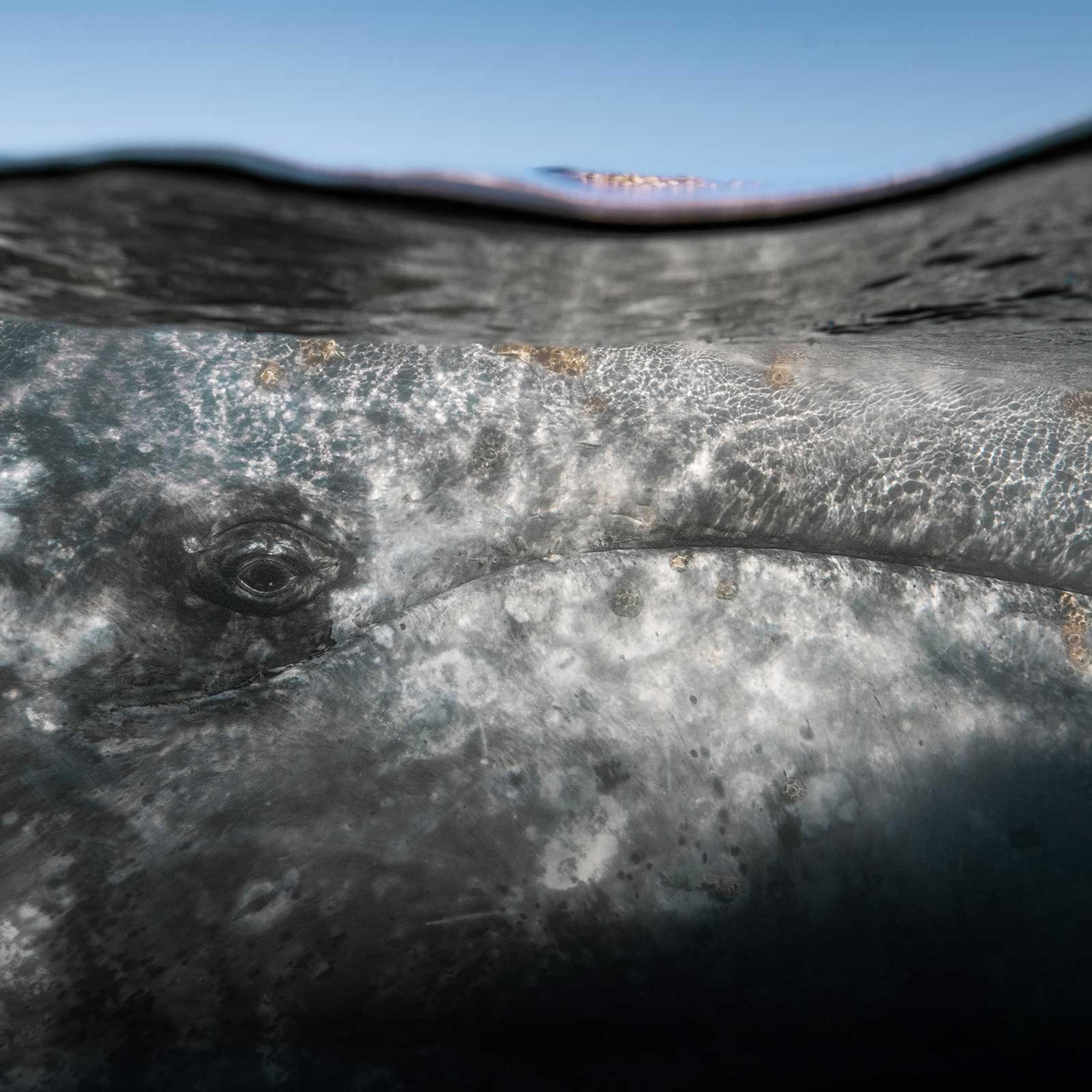 A gray whale in the waters off Baja California. Once called “devil fish” and targeted by whalers, the animals now help drive the tourism industry.