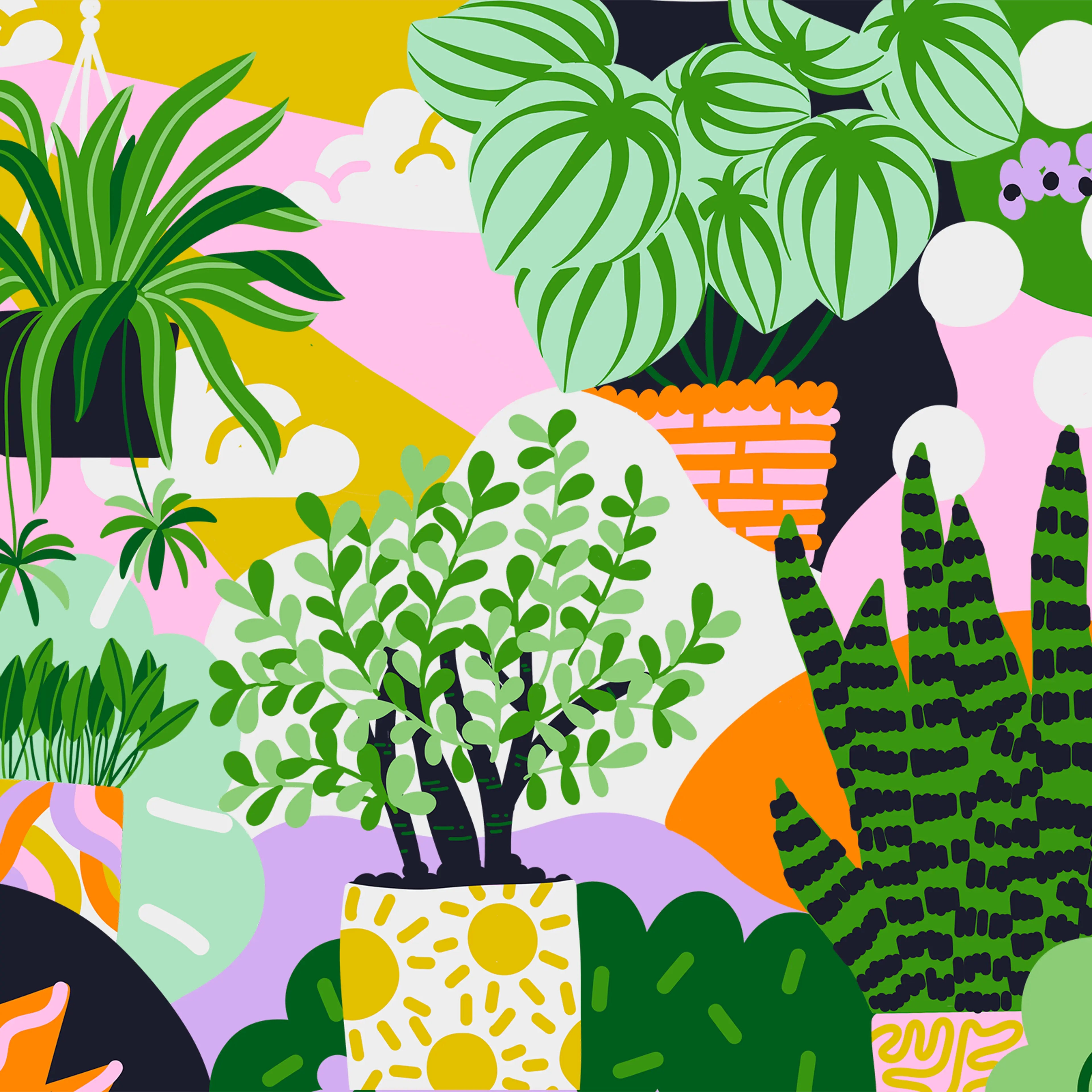 Houseplants Health