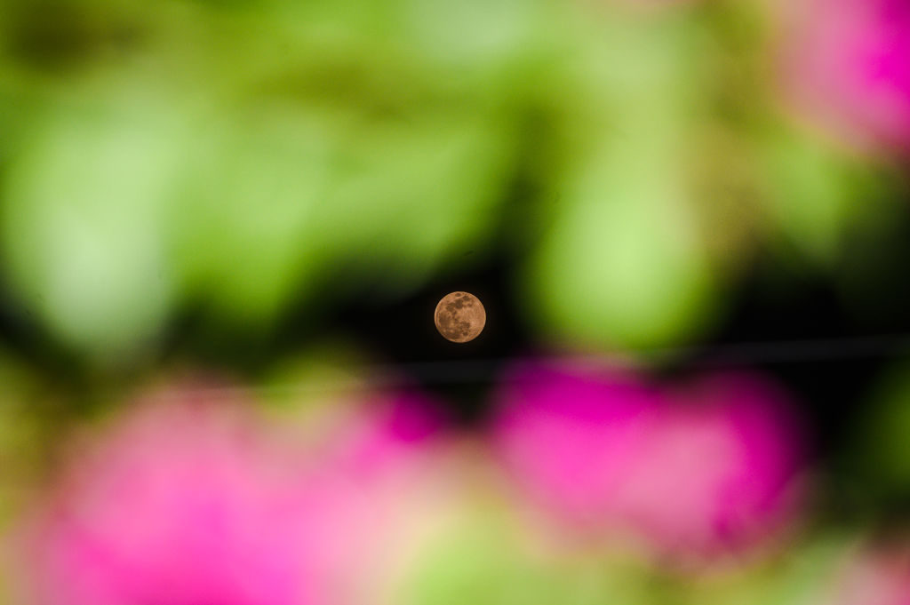 The "Worm Moon" is seen through the gaps in the branches and leaves of the trees in a forest at Tehatta, West Bengal, on March 24, 2024.