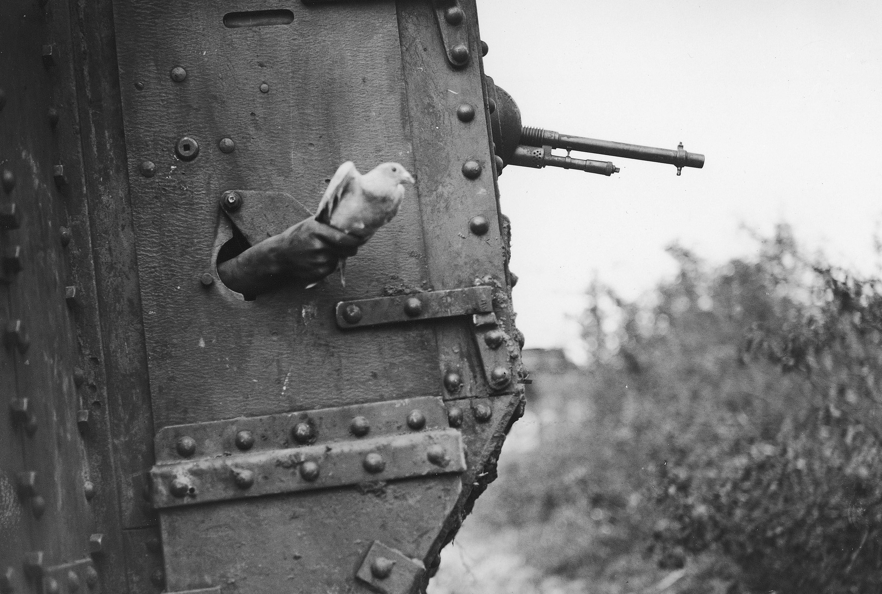 Soldier Letting a Carrier Bird Go