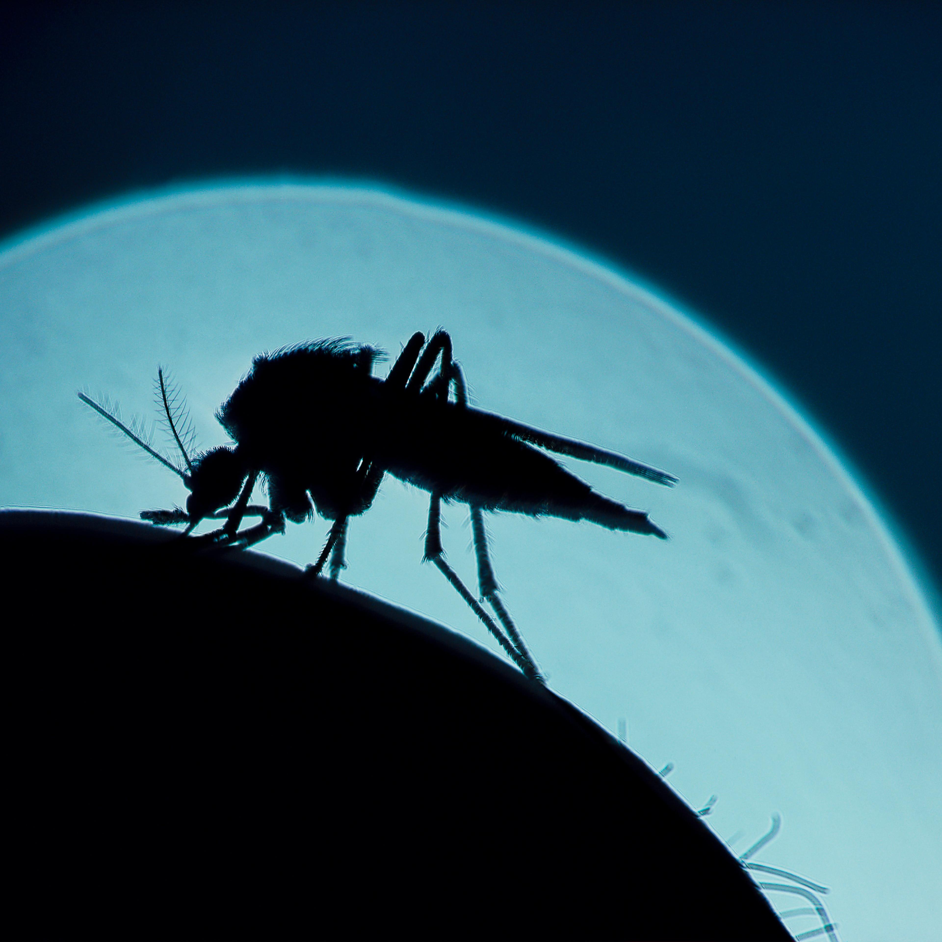 malaria U.S. Florida